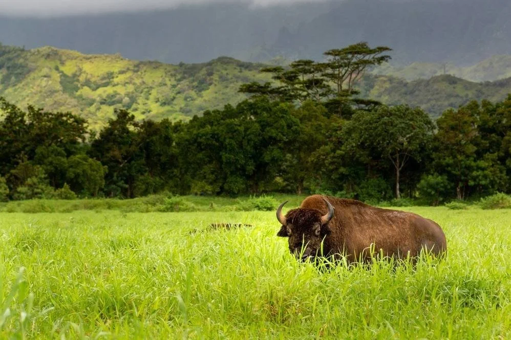 Hanalei Bison Ranch