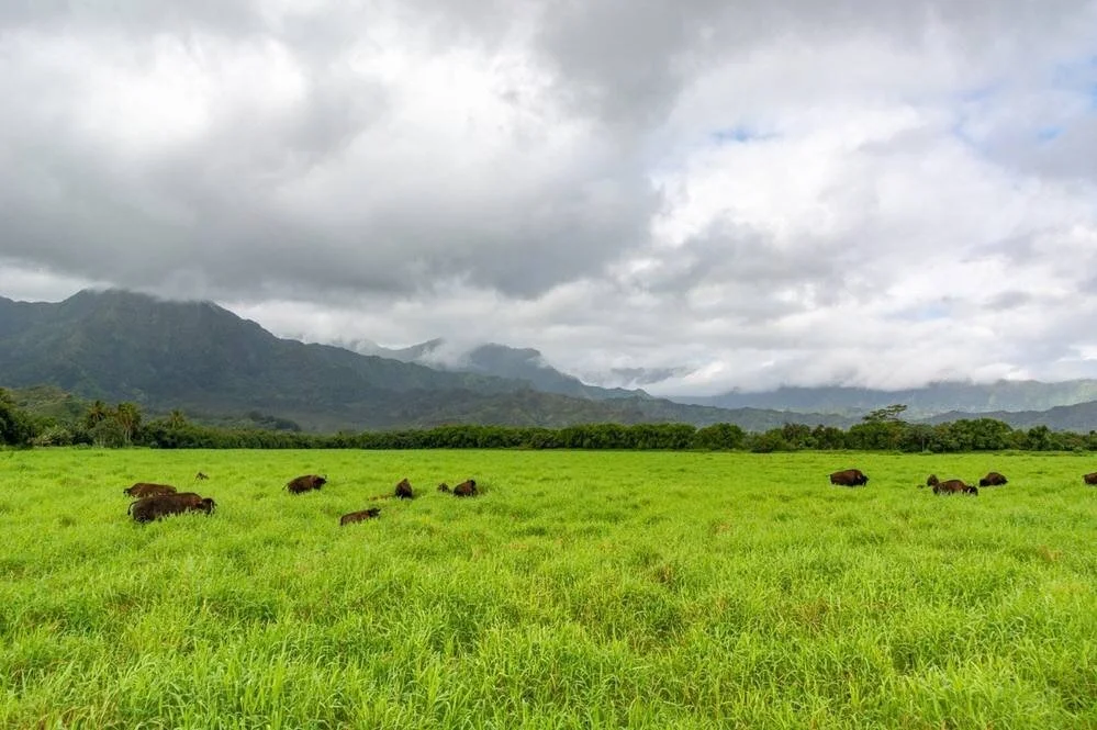 Hanalei Bison Ranch