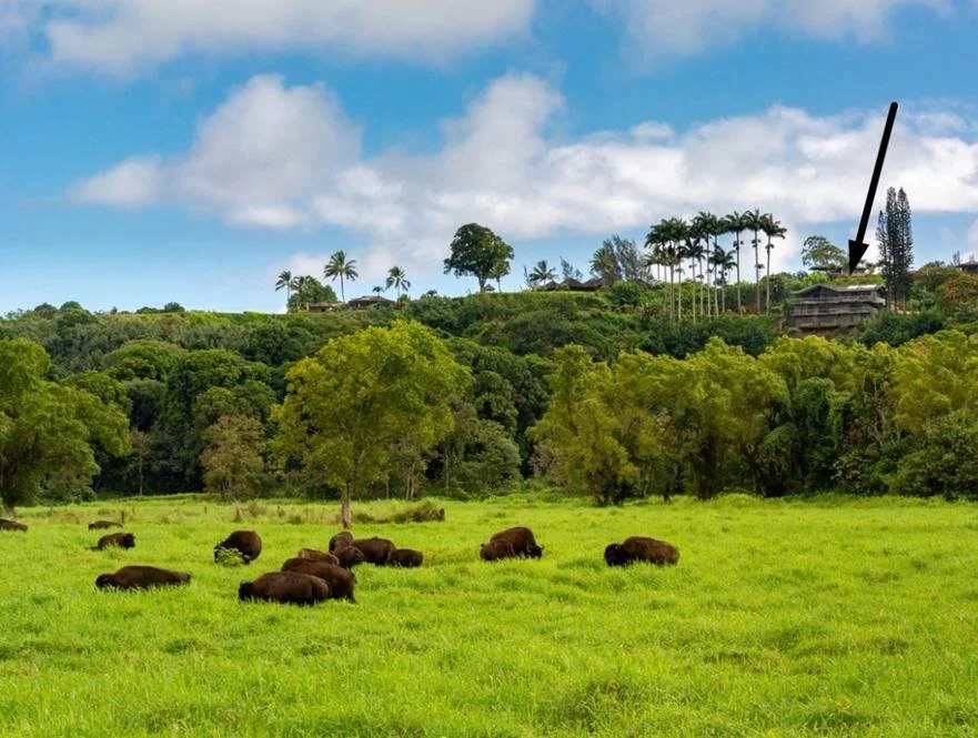 Hanalei Bison Ranch