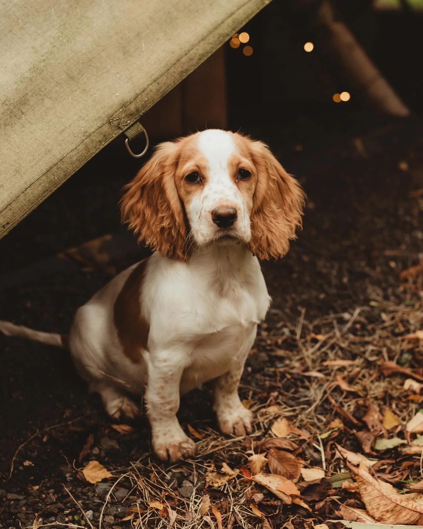 Just to mix up the Christmas spam&hellip;.. some cute puppy photos #petphotography #autumnphotography #outdoorphotography