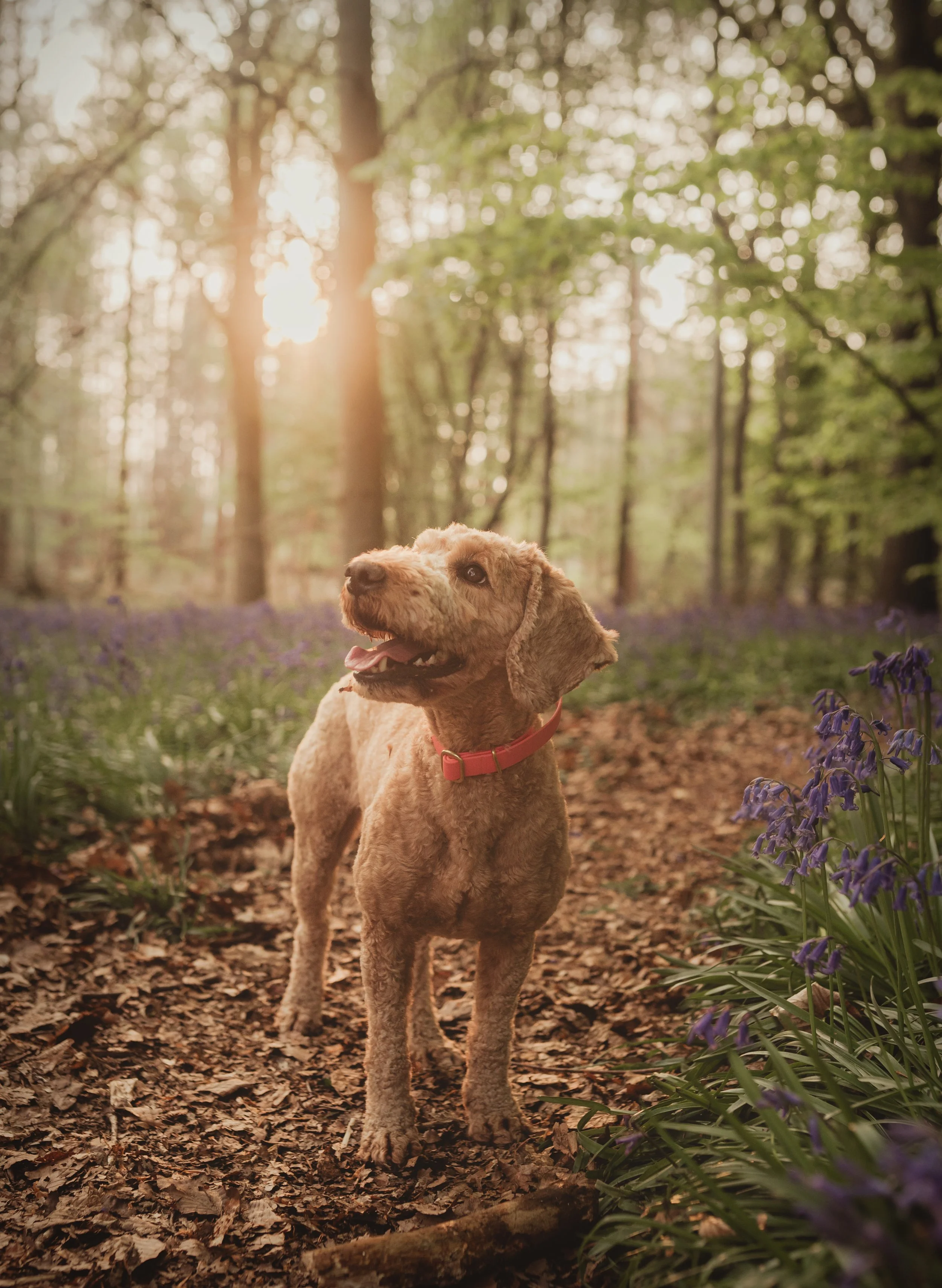 Spring Family Photoshoot in Saffron Walden, Essex