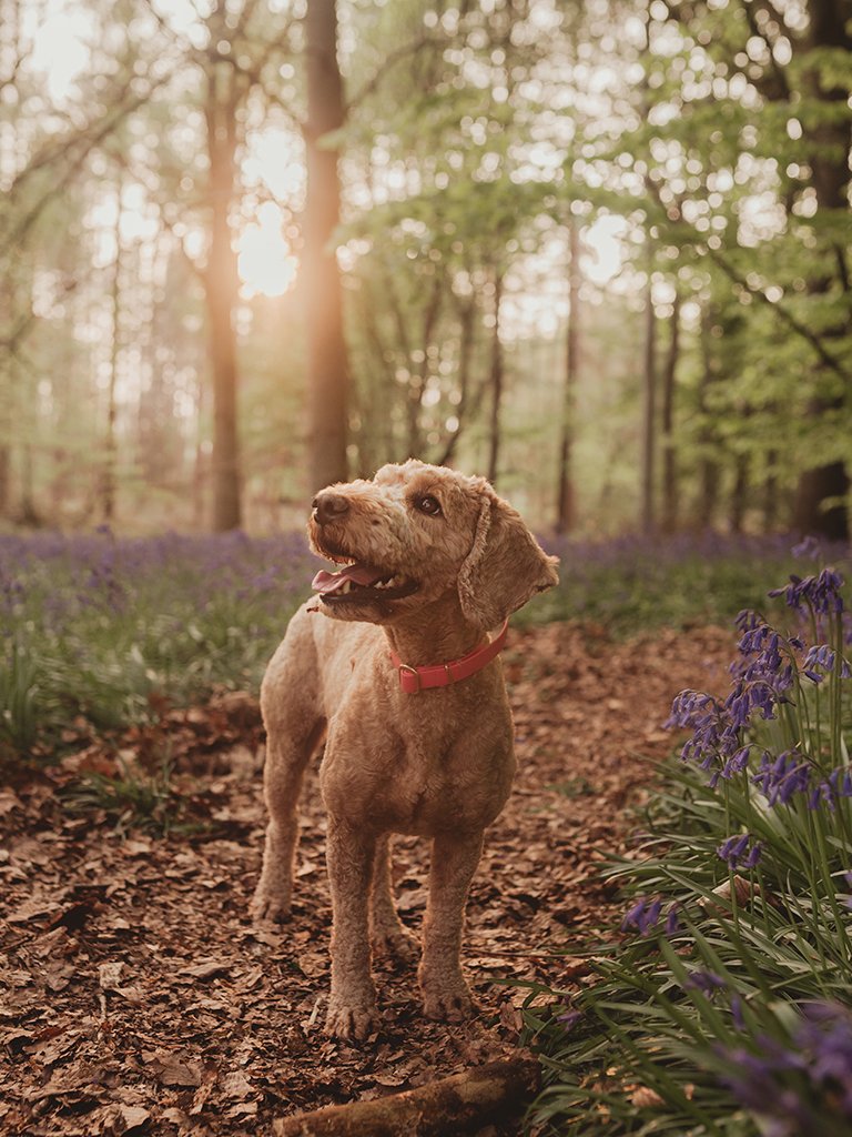family-photoshoot-in-saffron-walden-essex