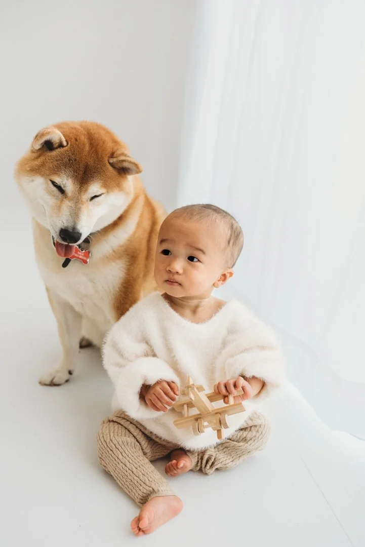 A young child sitting on a white surface holding a wooden toy, with a smiling Shiba Inu dog standing behind him, near a sheer white curtain.