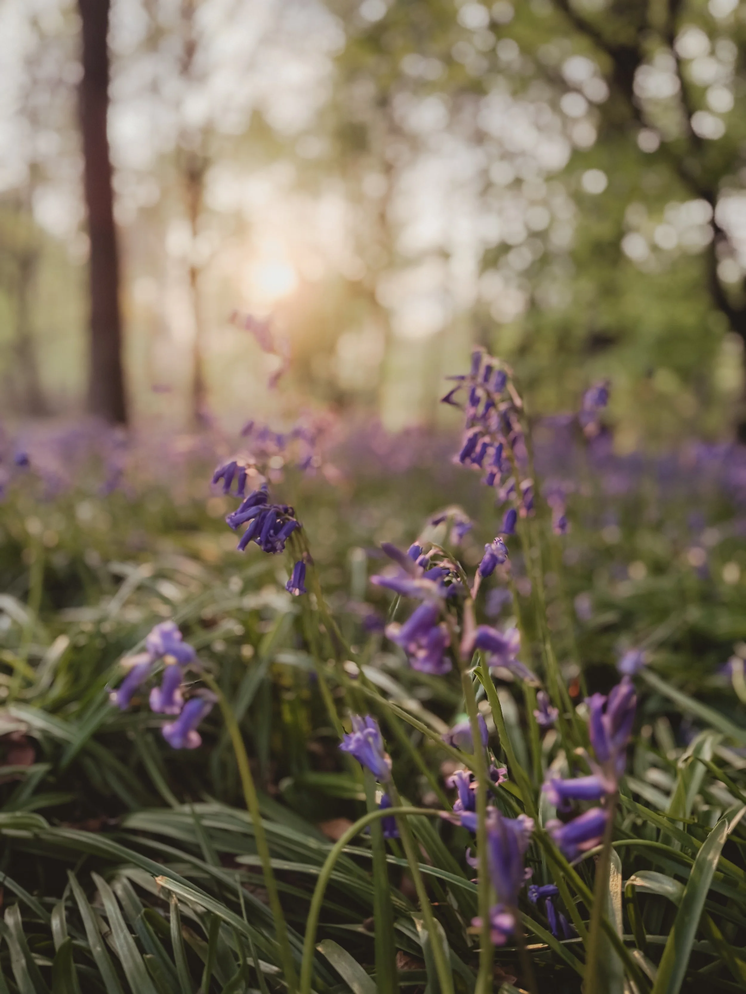 Bluebell-mini-session-essex