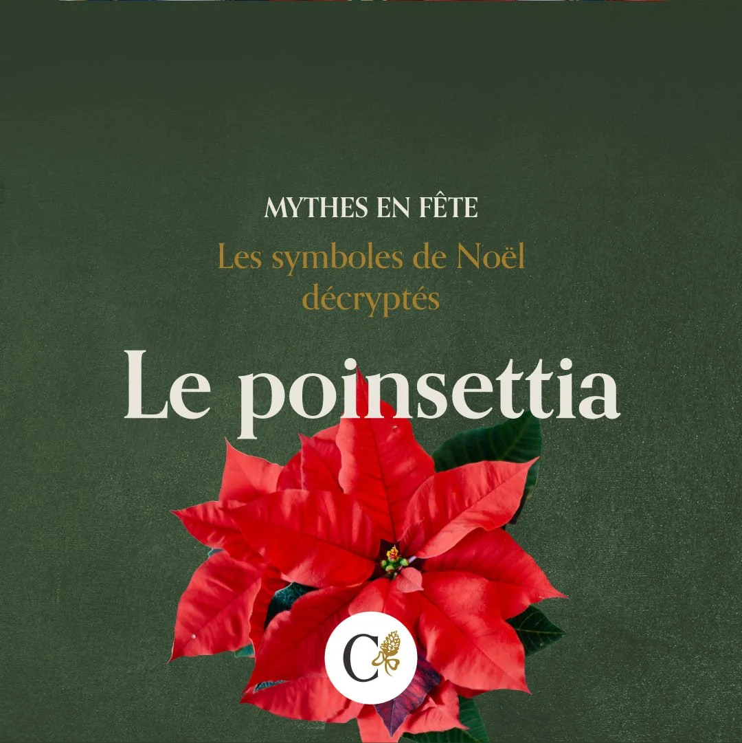 callianthus_1_mythes-en-fete_noel_poinsettia.jpg