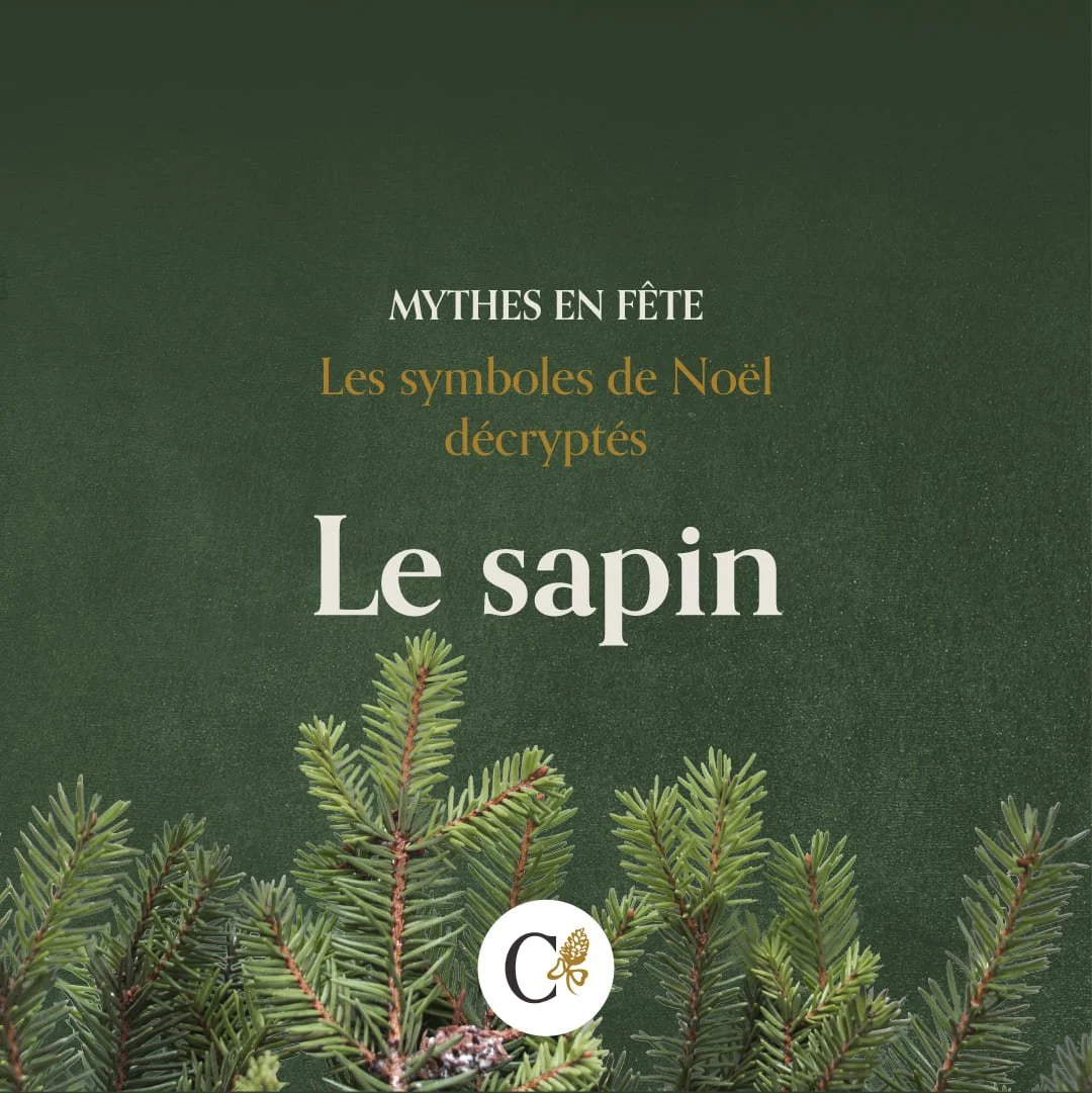 callianthus_1_mythes-en-fete_noel_sapin.jpg