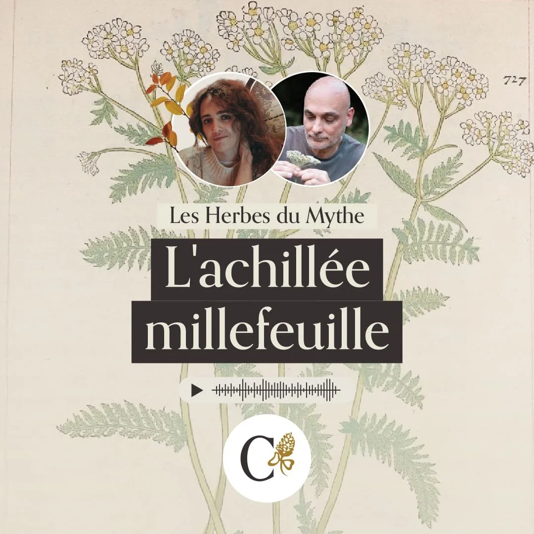 l'achillée millefeuille_post_carre.jpg