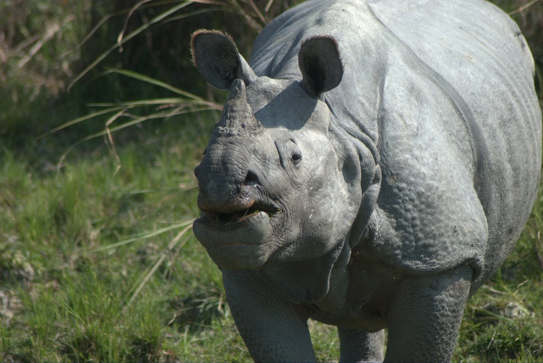 Szeged Zoo to transfer Indian rhinoceros to Poland for breeding program