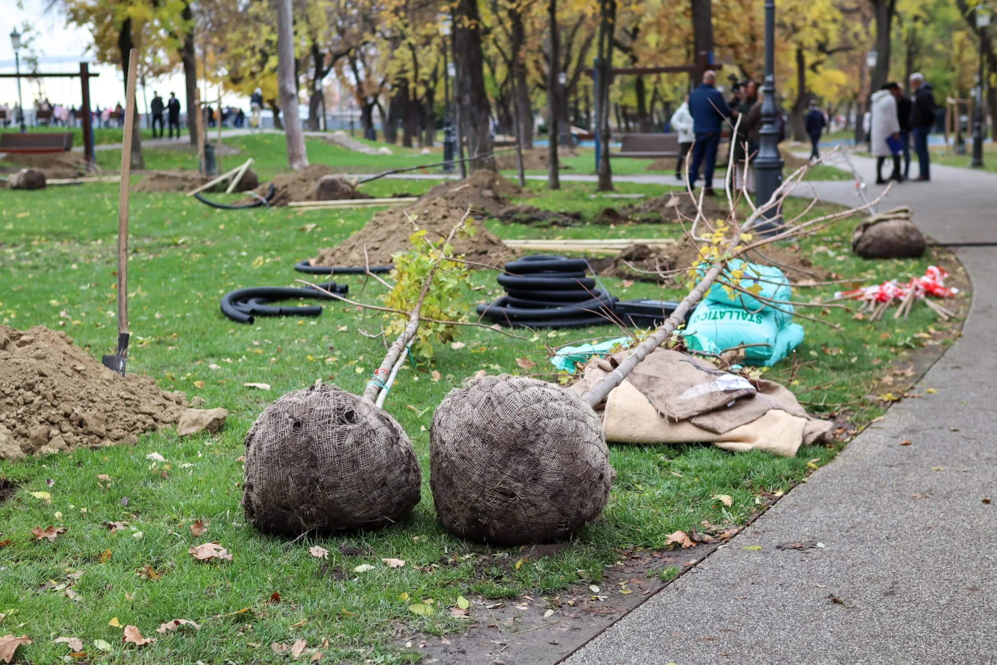 Szeged to plant more than 8,000 trees across the city