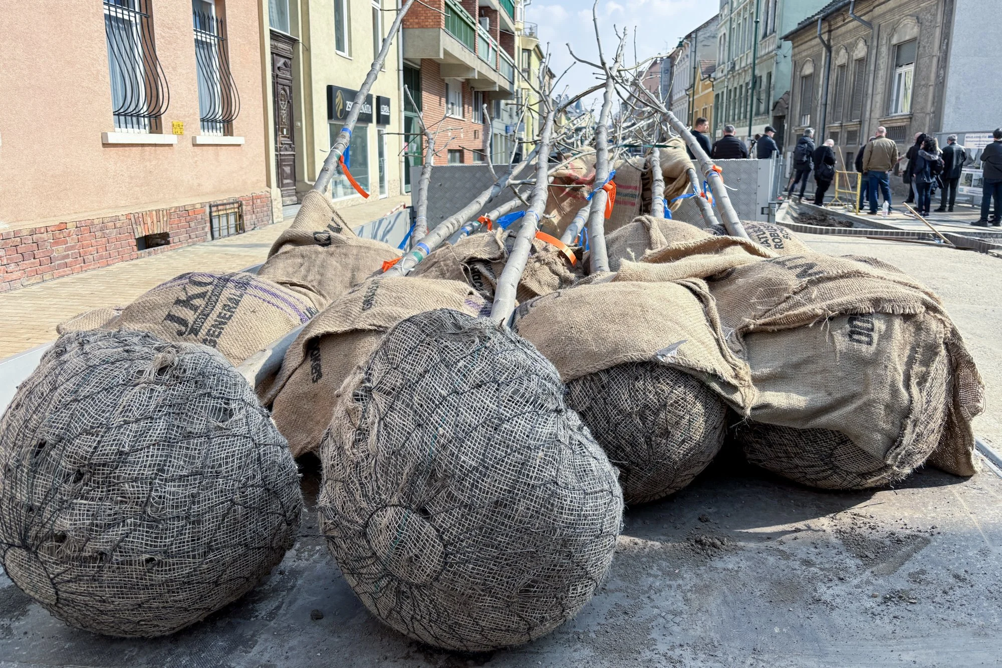 Tree planting begins on renovated Gogol Street in downtown Szeged