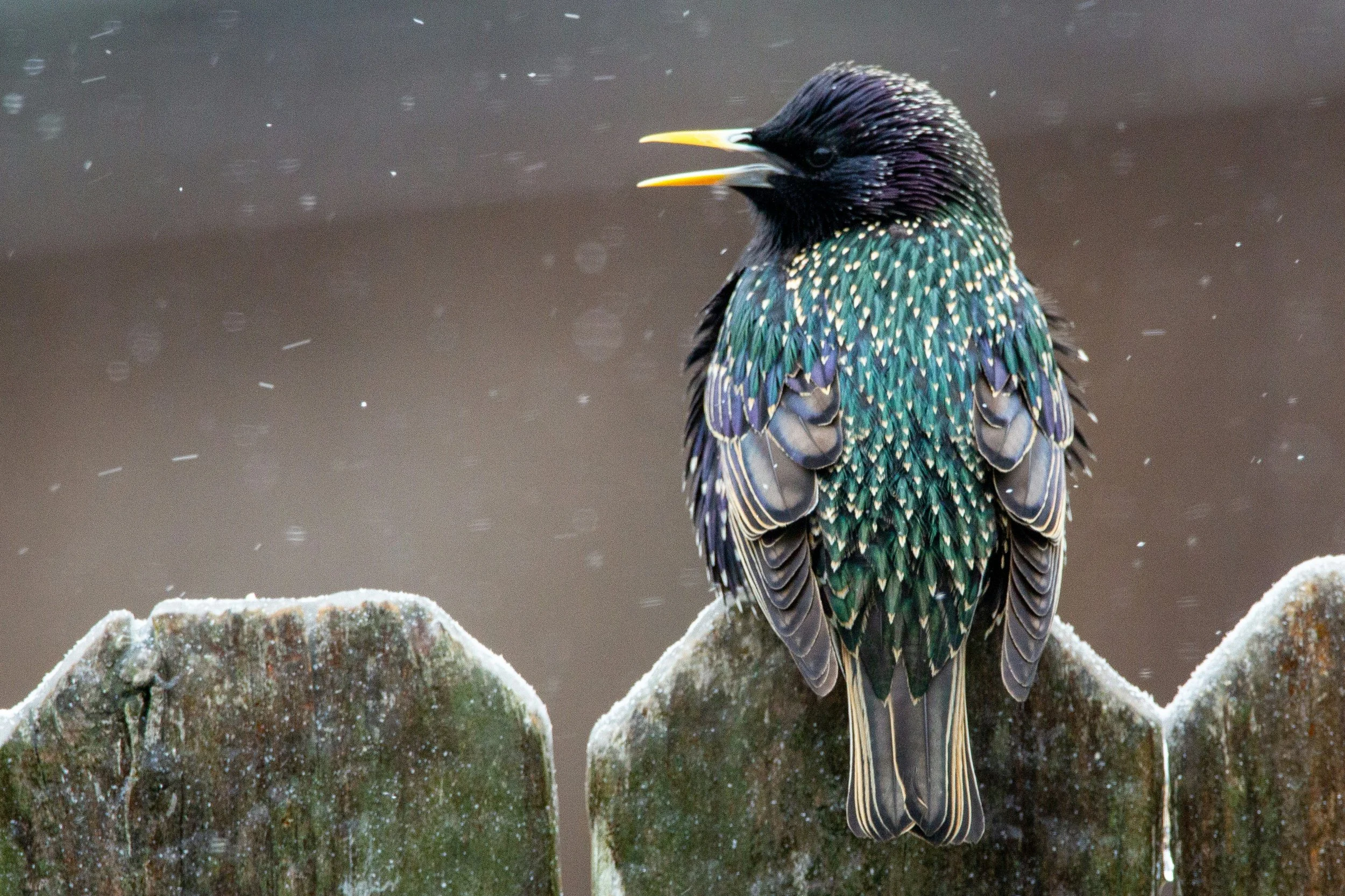 Garden Birds: 30 minute watercolours with ink- Paint along workshop day - 13th December 2025