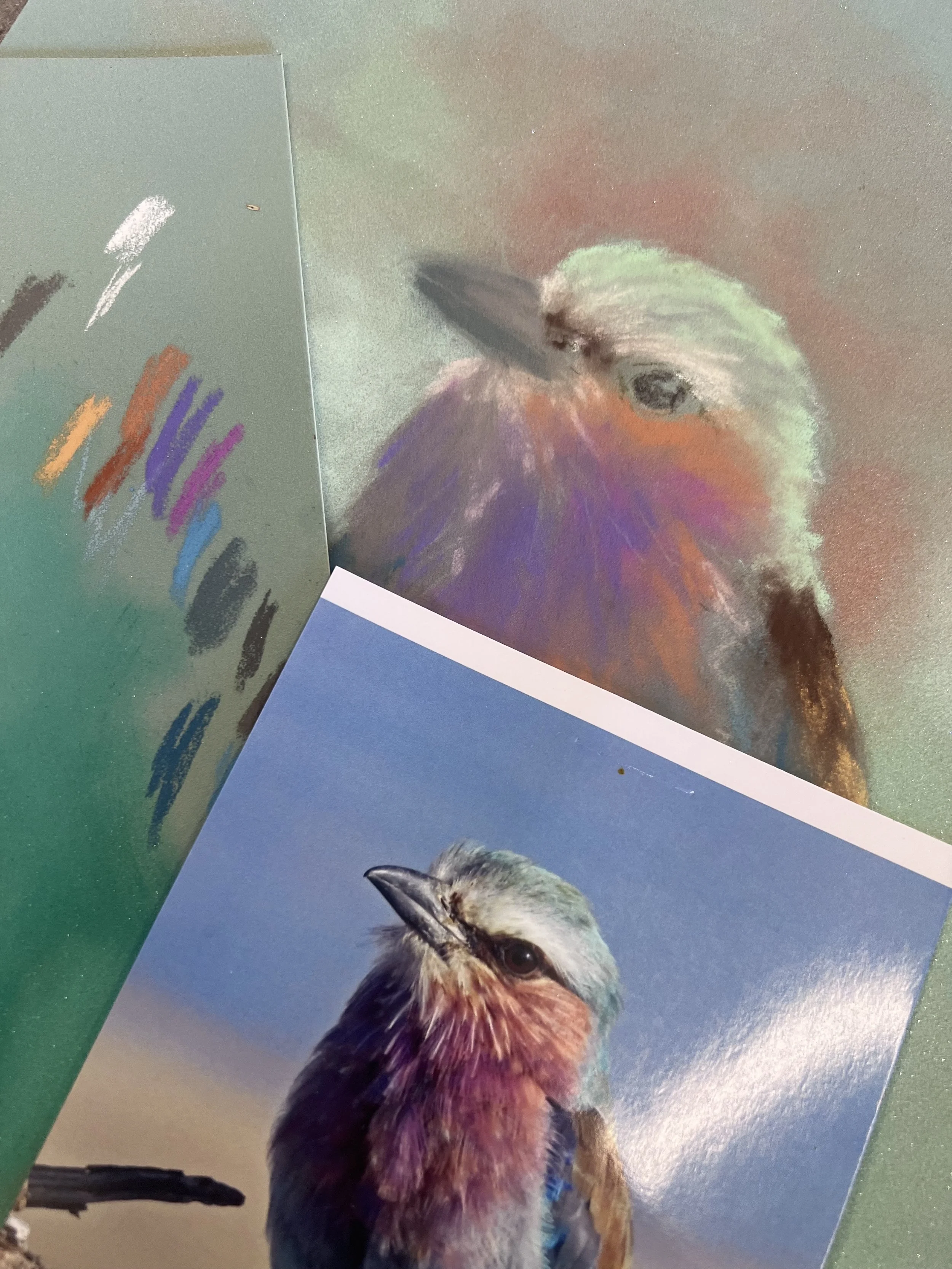 Lilac Breasted Roller Part 3