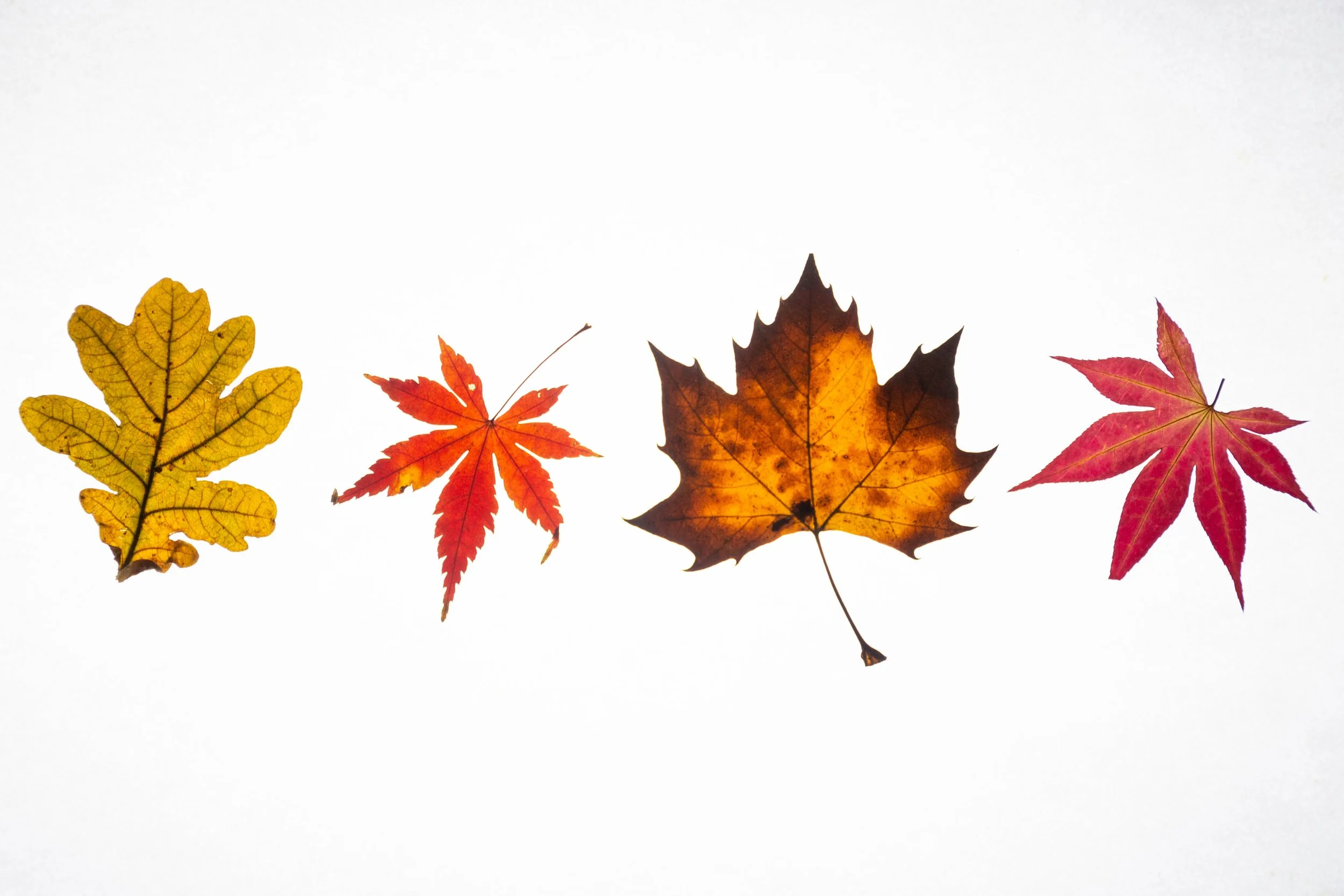 Autumn Leaves Part 3