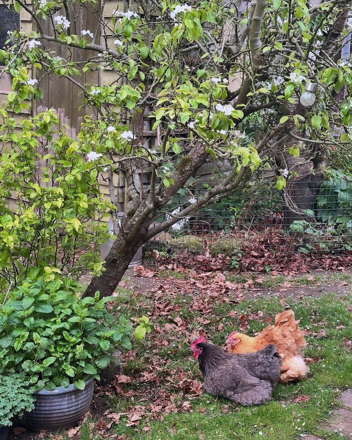 I don’t think it gets a lot more Eastery than two hens under a blossoming apple tree π³π #happyeastereveryone