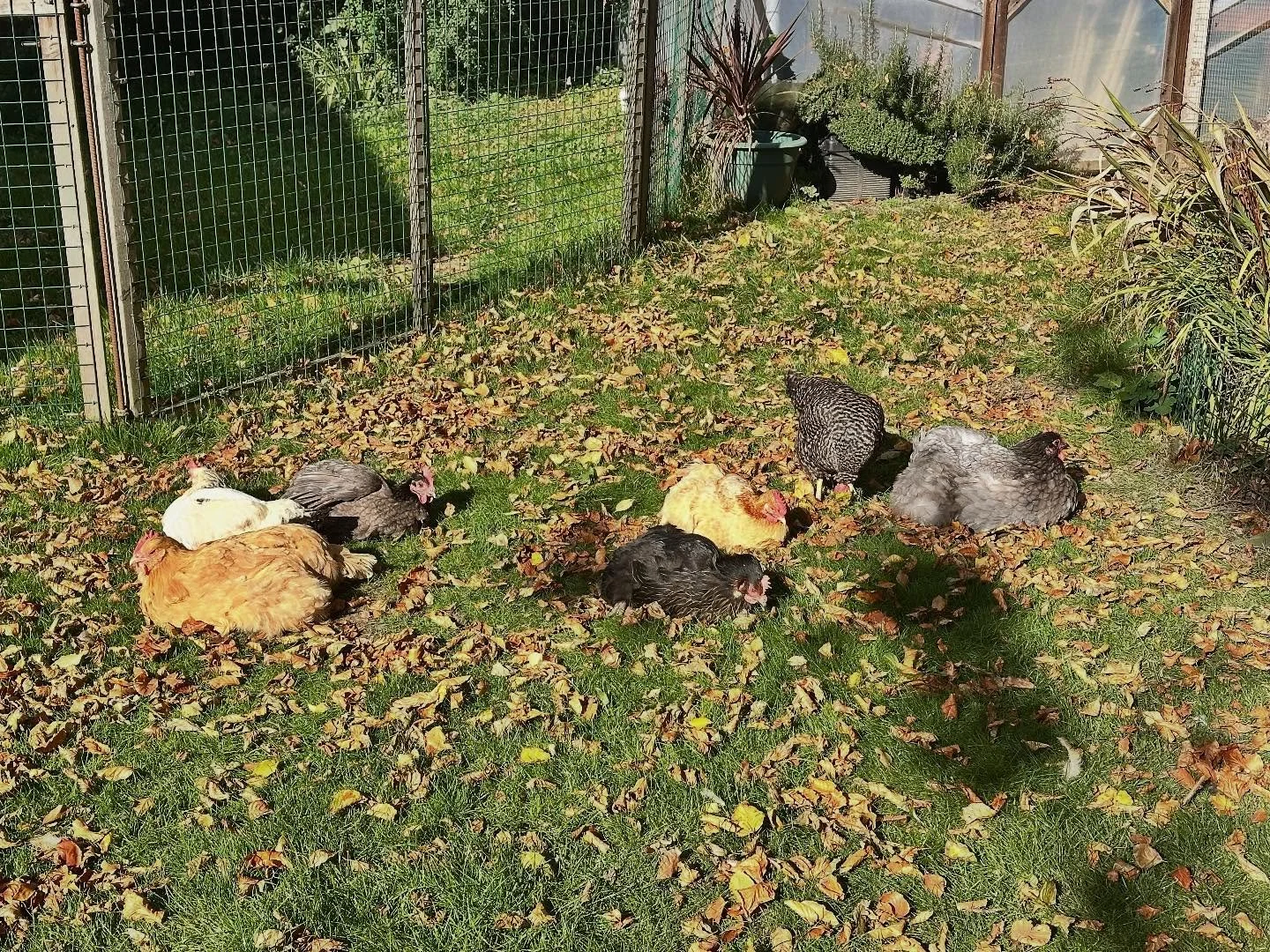 When October has lacked warmth, this is what happens the minute the sun starts shining&hellip;
#backyardchickensofinstagram #backgardenchickens #hens #hensofinstagram #sunbathinghens #warm #october #bufforpington #bluebellhen #blueorpington #sussexst
