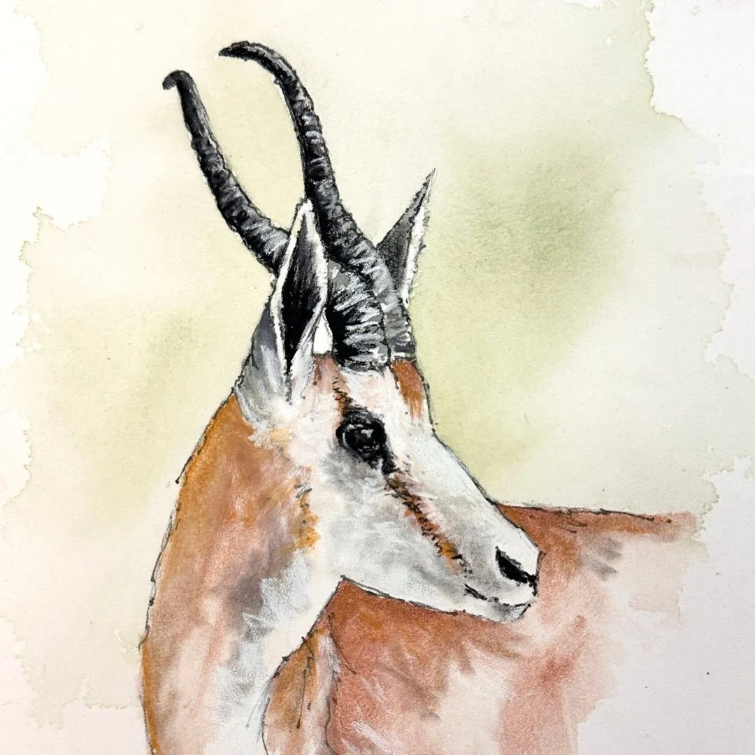In one hour at 10:00, Ali will share a new Tips &amp; Tricks blog where she will demonstrate combining gouache and pastel for a Springbok in line with her theme 'On Safari' this month.

If you watch via her popular YouTube channel when the video goes