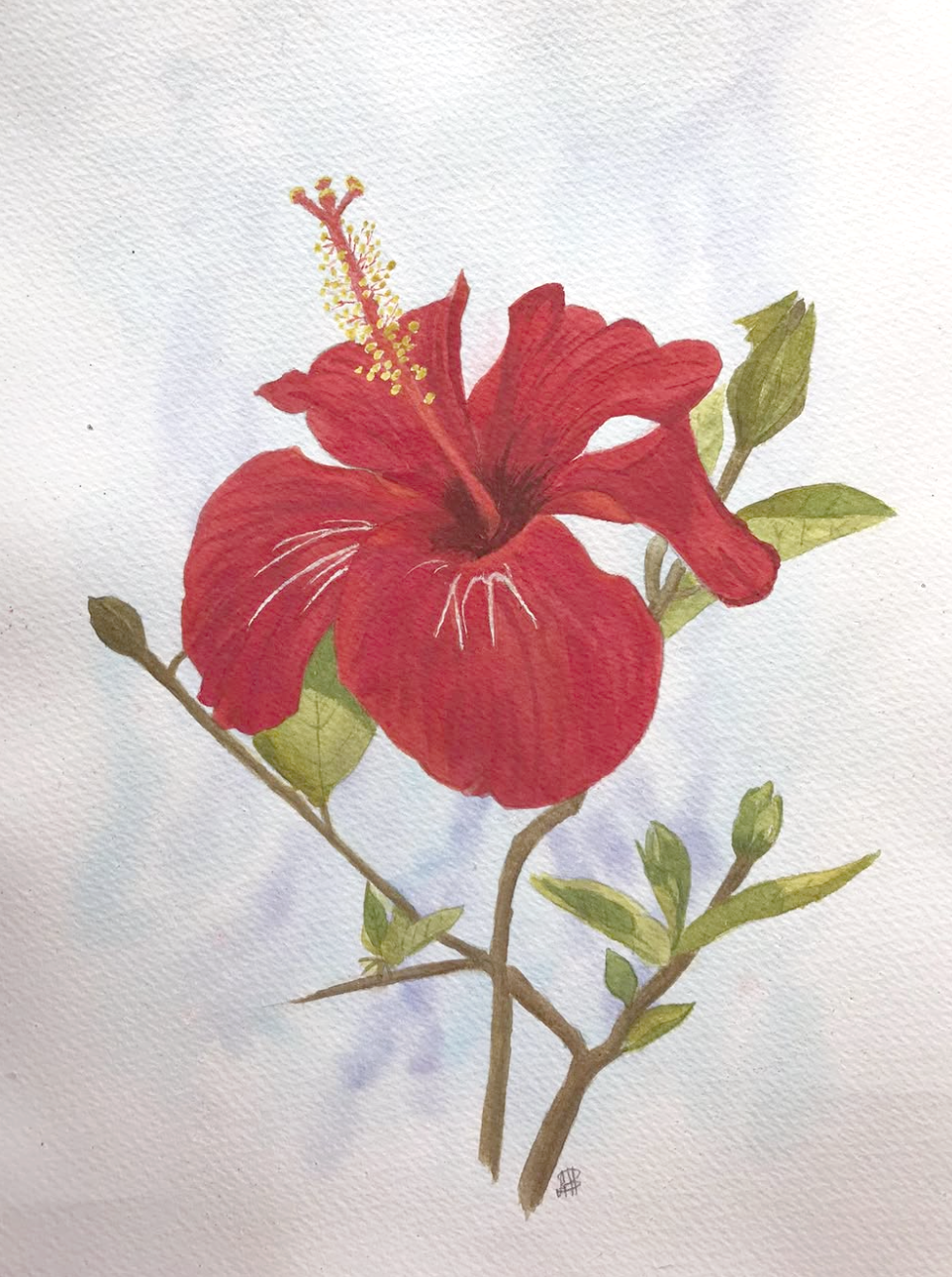 Hibiscus, Anne Brien