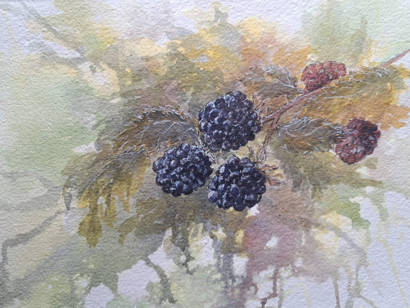 Blackberries, Robine Elliott