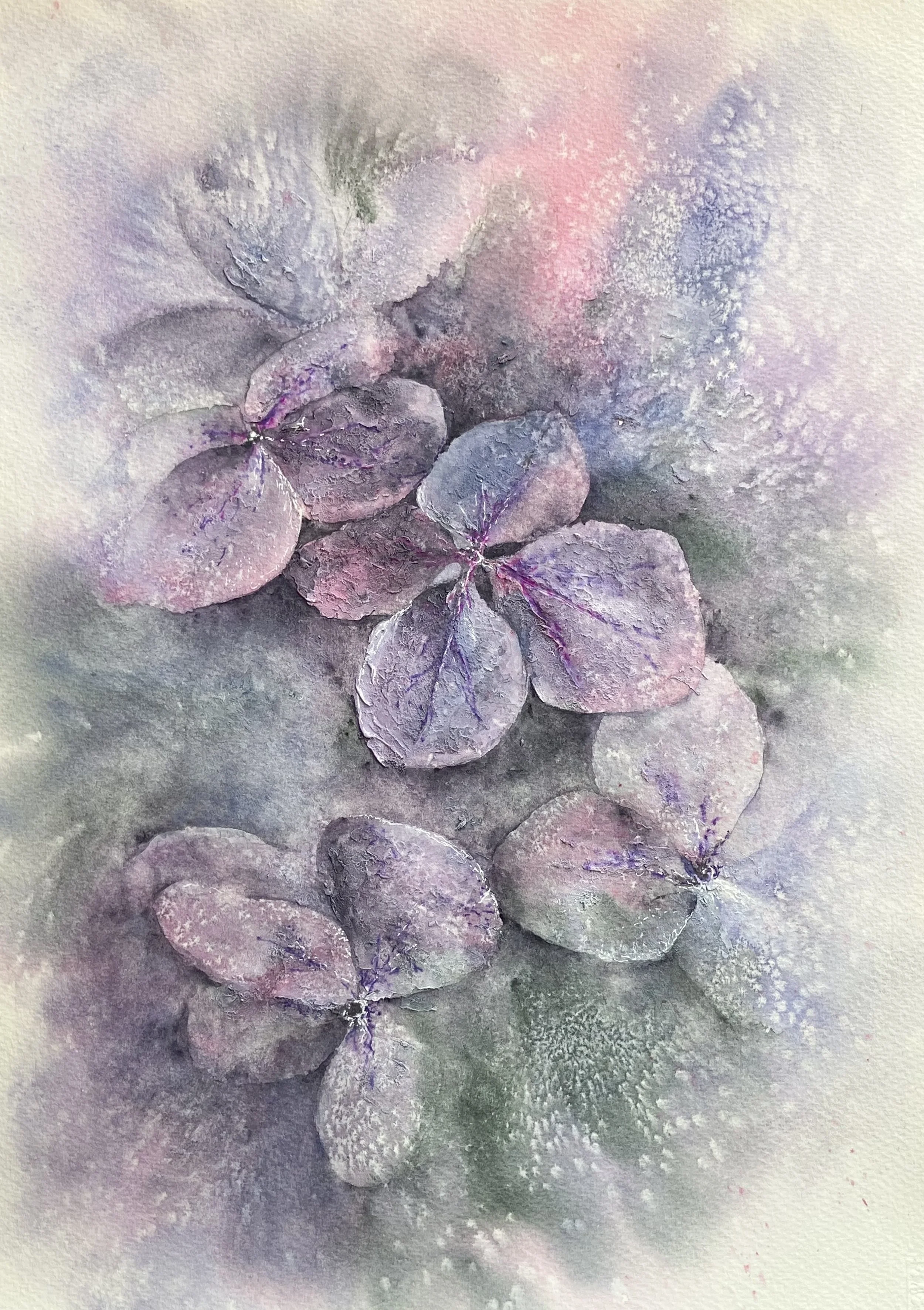 Hydrangea, Fi Miles