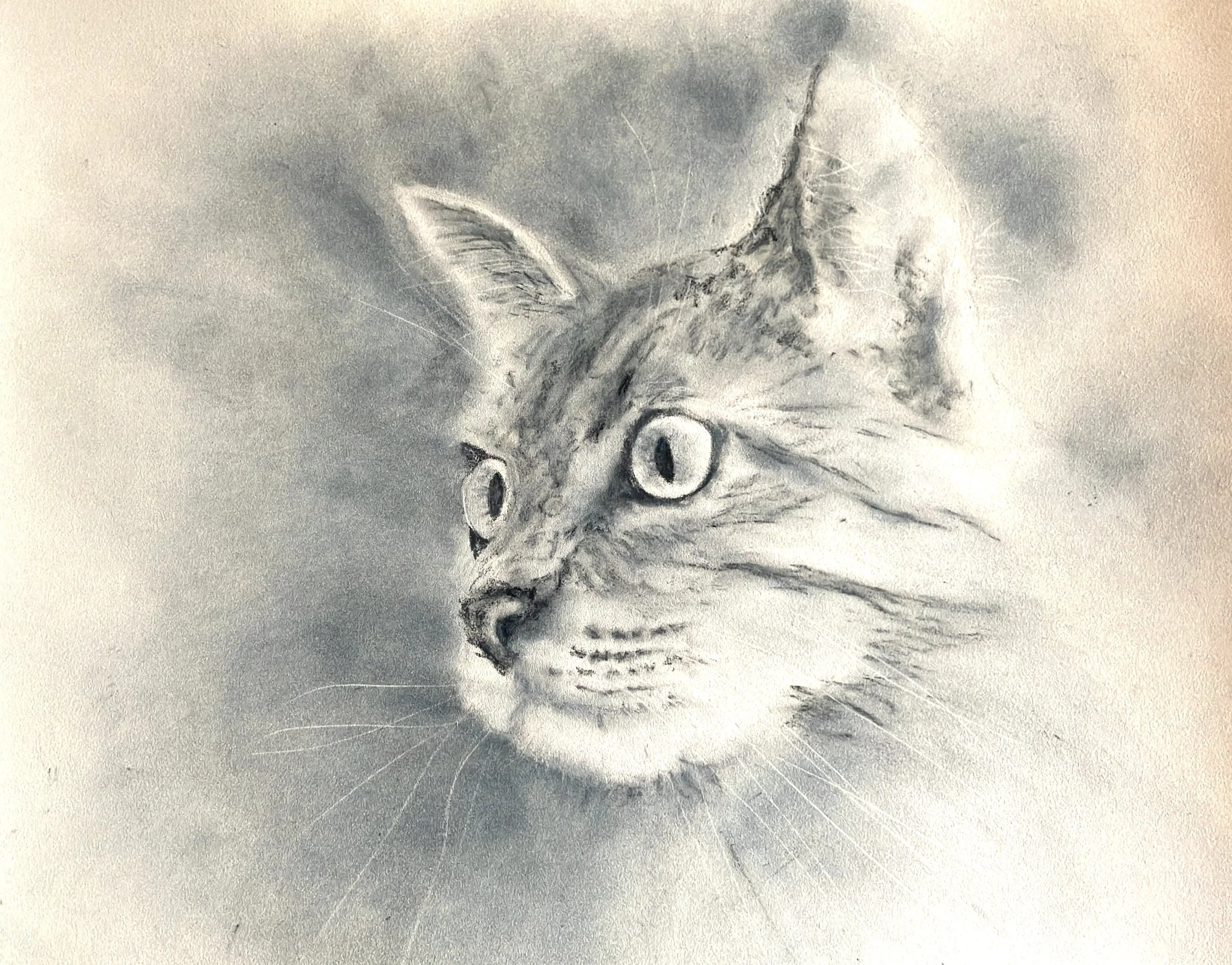 Tabby Cat, Fi Miles