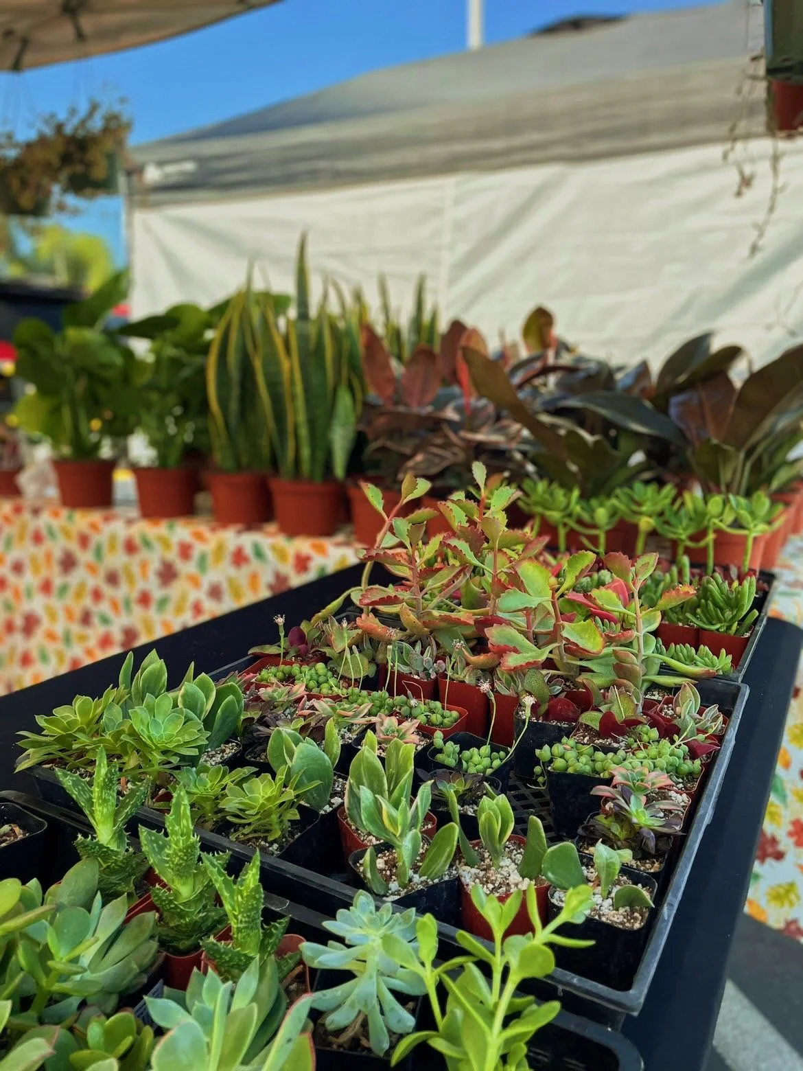 Services 4 — Sun City Market