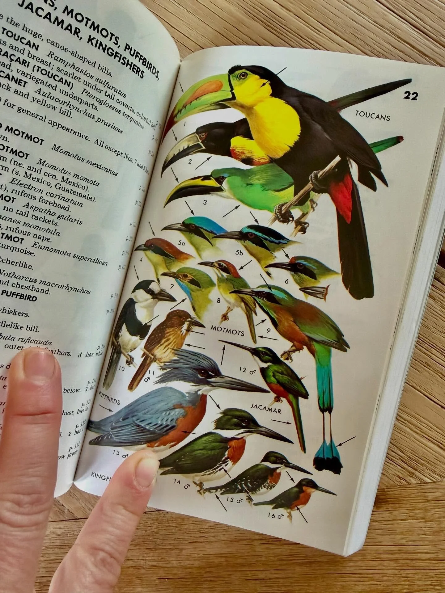 .
.
Happy Earth Day! 🌱

I ordered two Peterson Field Guides &mdash; on Western Birds and Mexican Birds &mdash; which arrived today. In my studio, I&rsquo;ve been working on a painting of a larger-than-life succulent whose colors are becoming increas