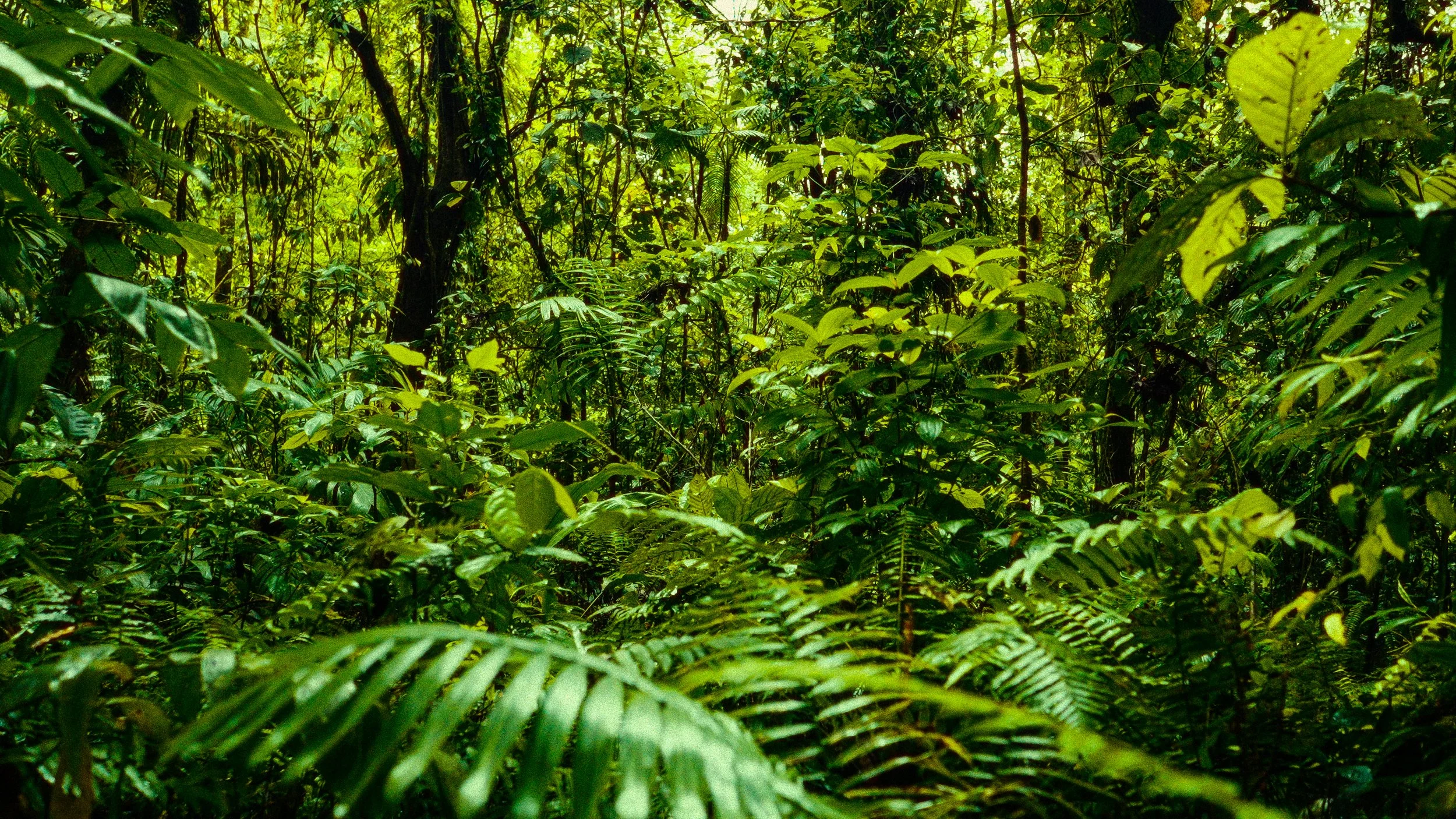 Costa Rica Frames-3.jpg