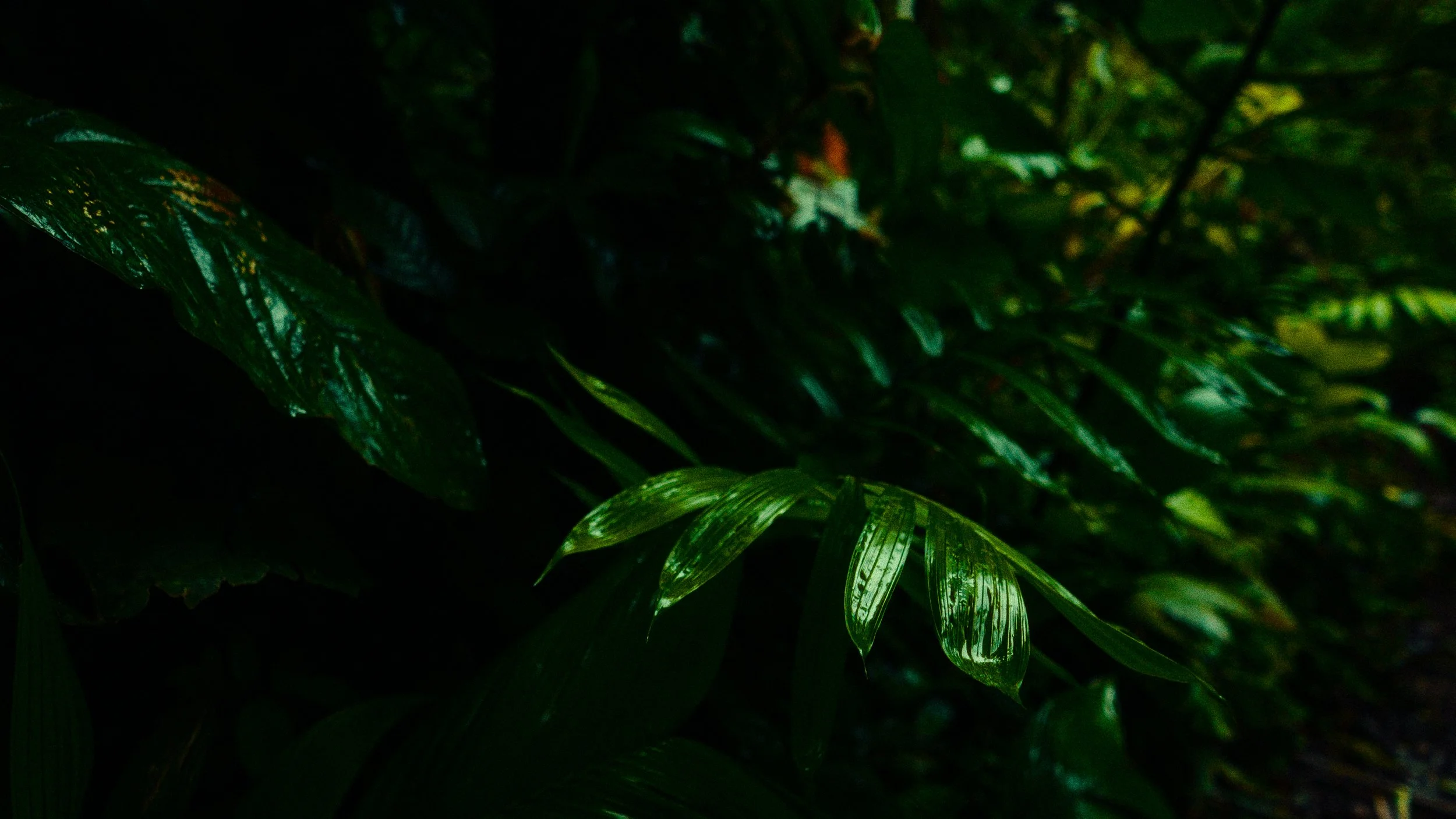 Costa Rica Frames-4.jpg