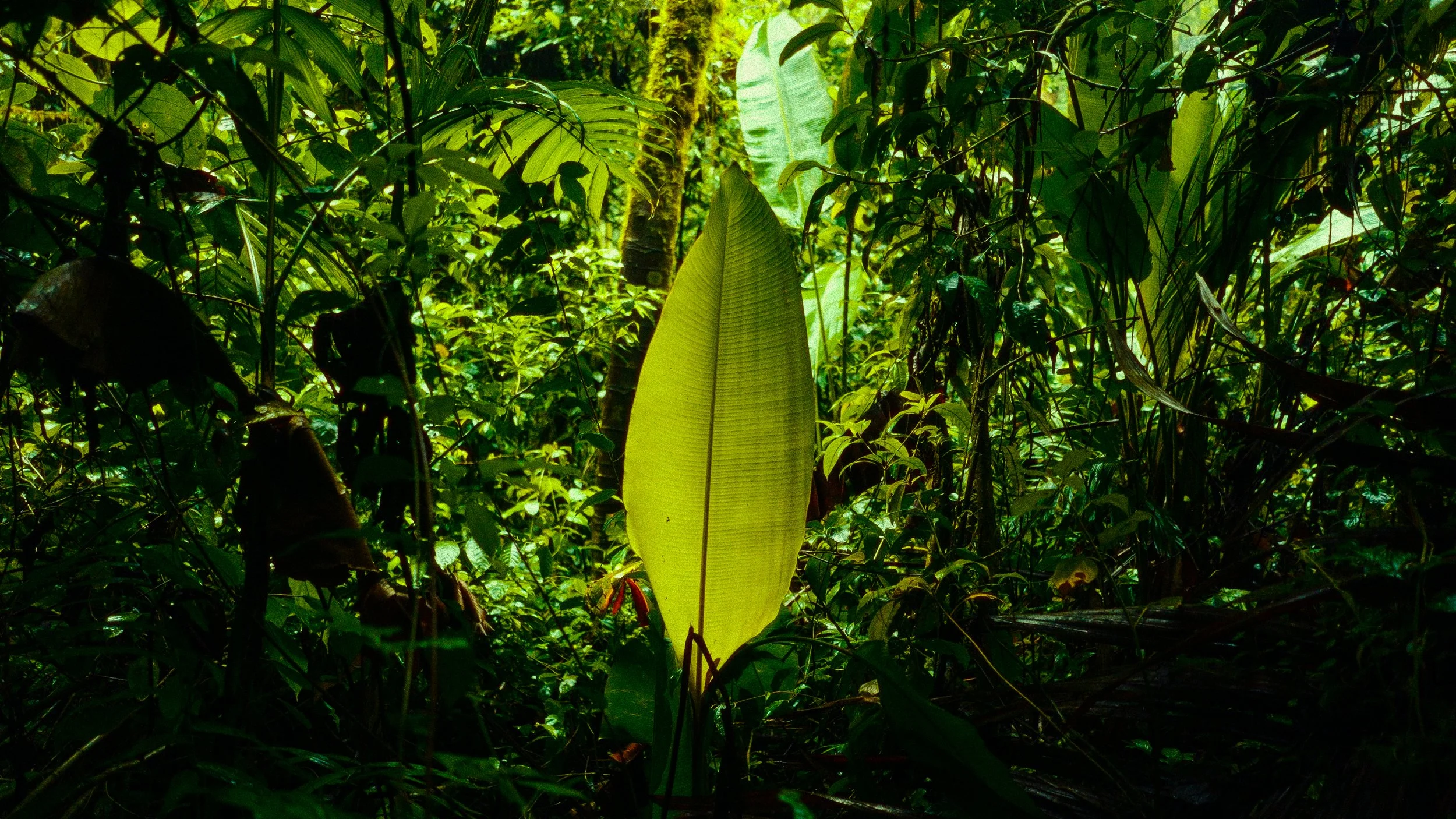 Costa Rica Frames-5.jpg