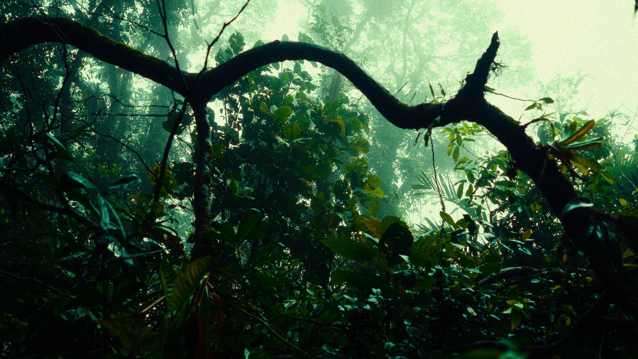 Costa Rica Frames-6.jpg