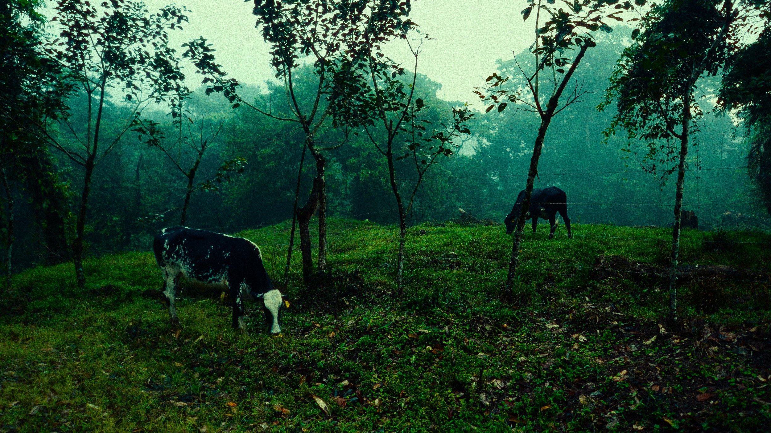 Costa Rica Frames-7.jpg