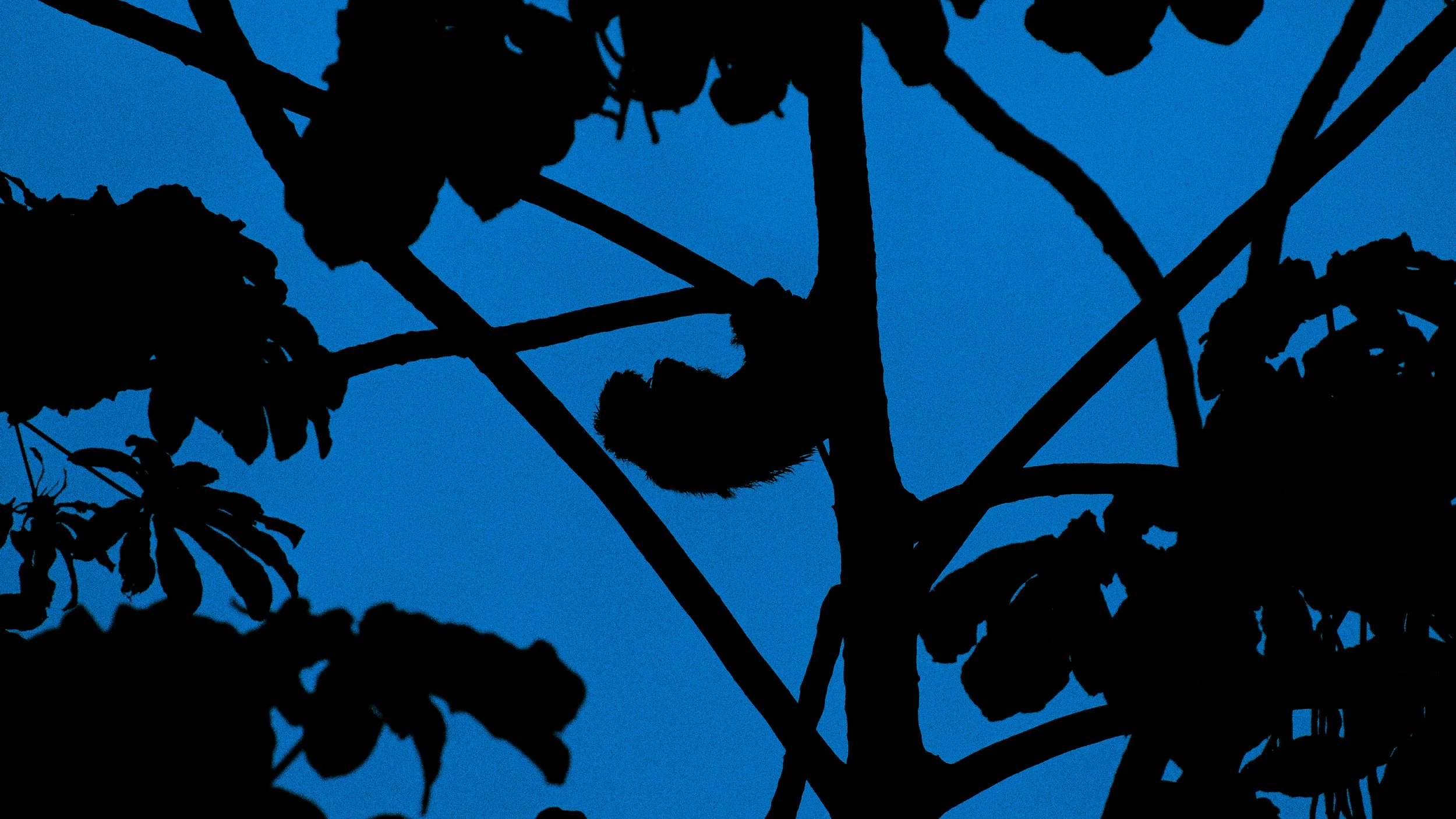 Costa Rica Frames-10.jpg