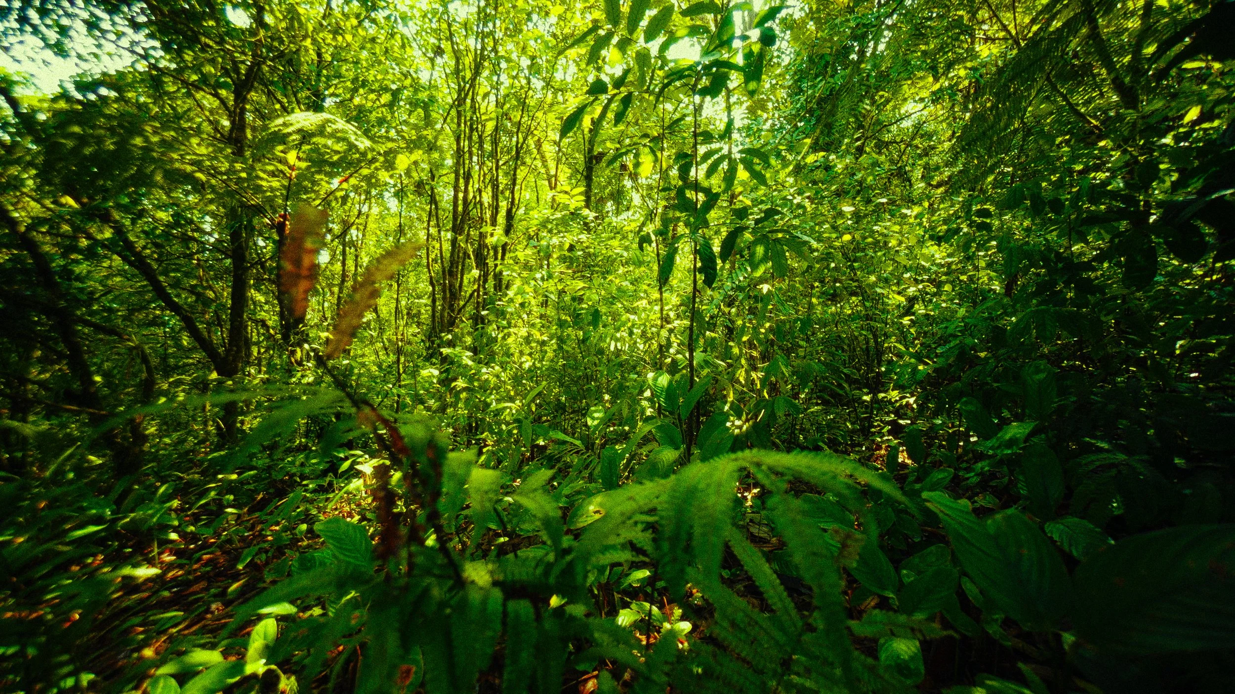 Costa Rica Frames-11.jpg