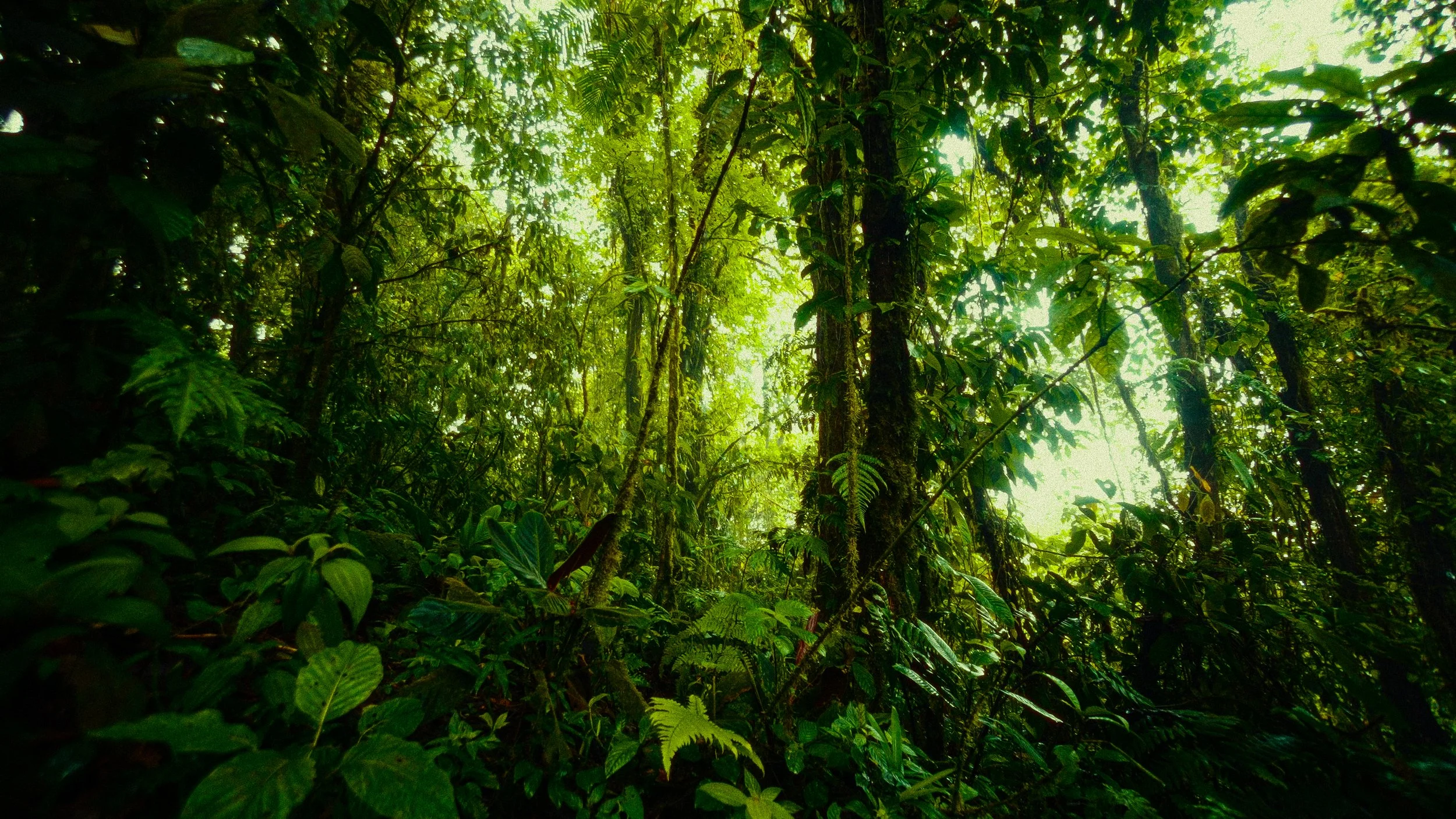 Costa Rica Frames-12.jpg