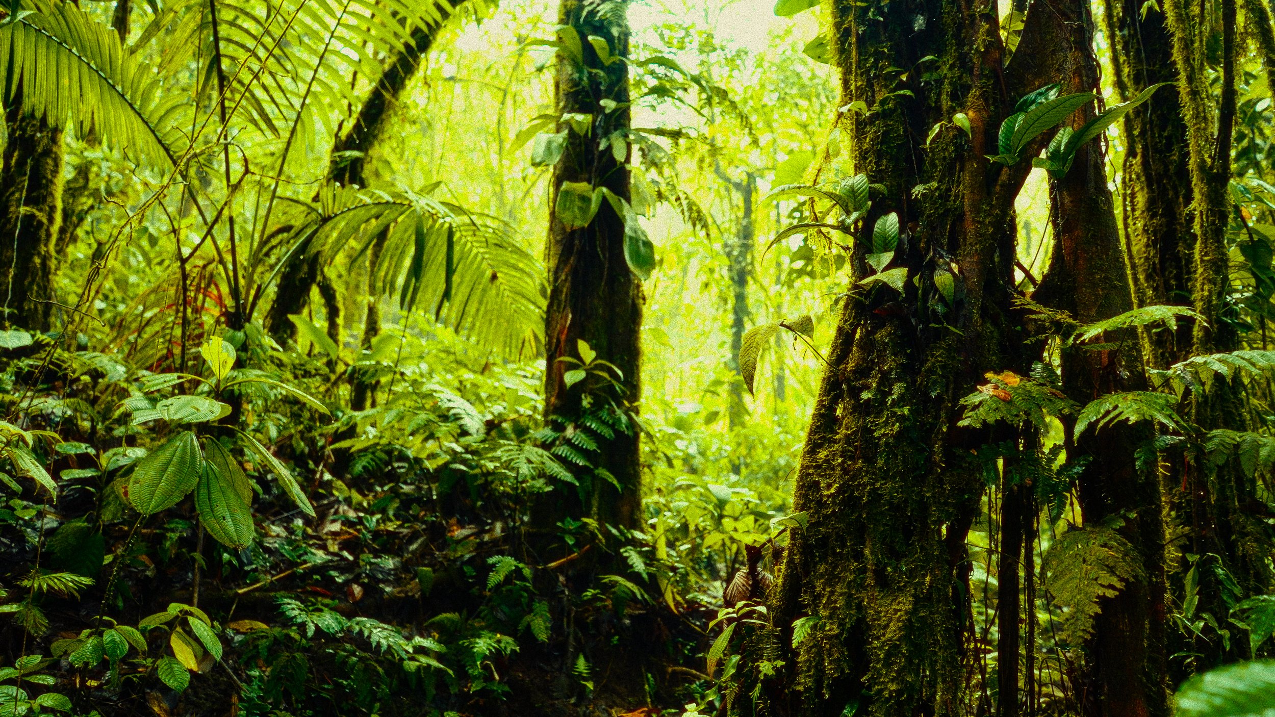 Costa Rica Frames-13.jpg