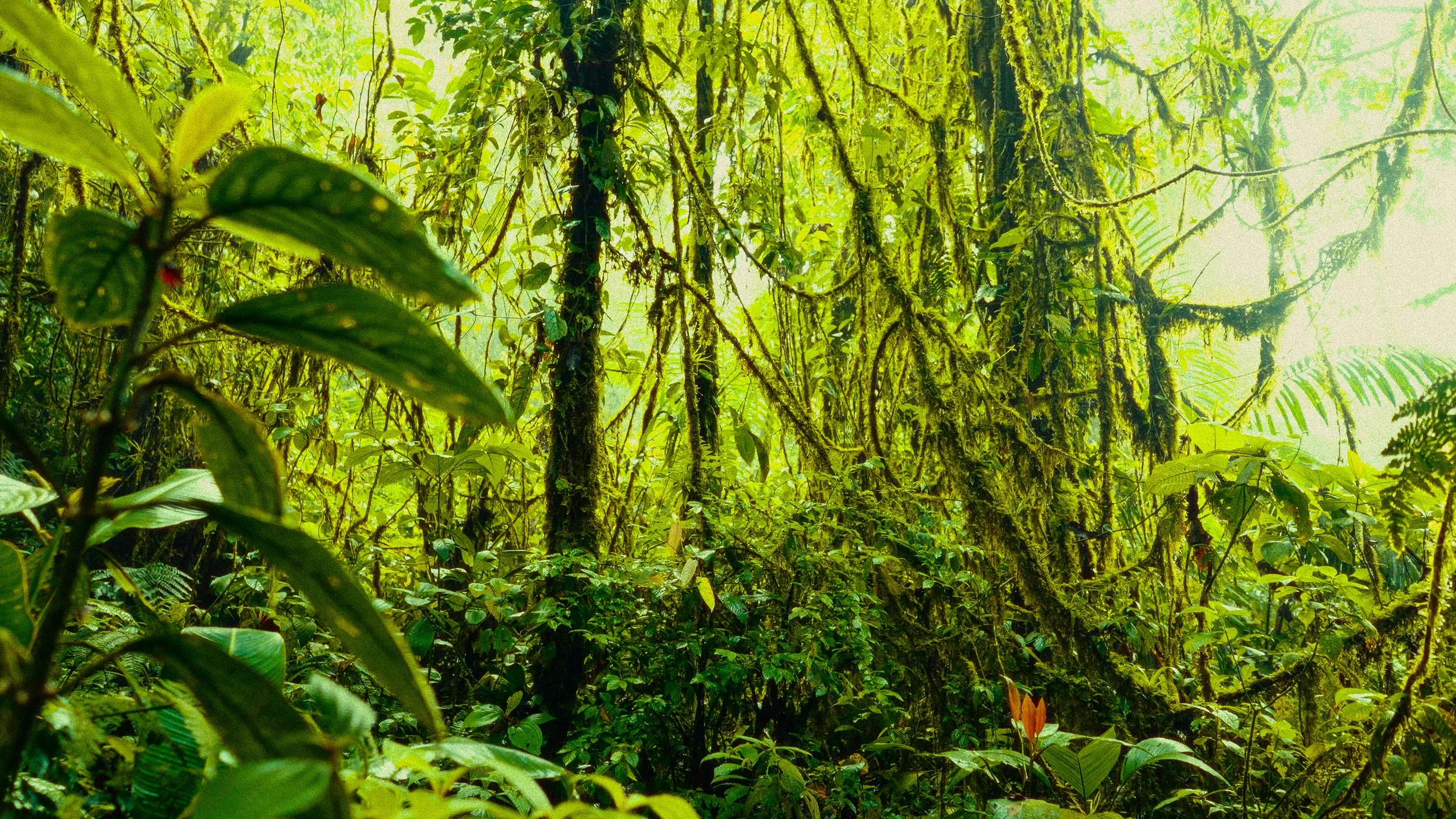 Costa Rica Frames-14.jpg