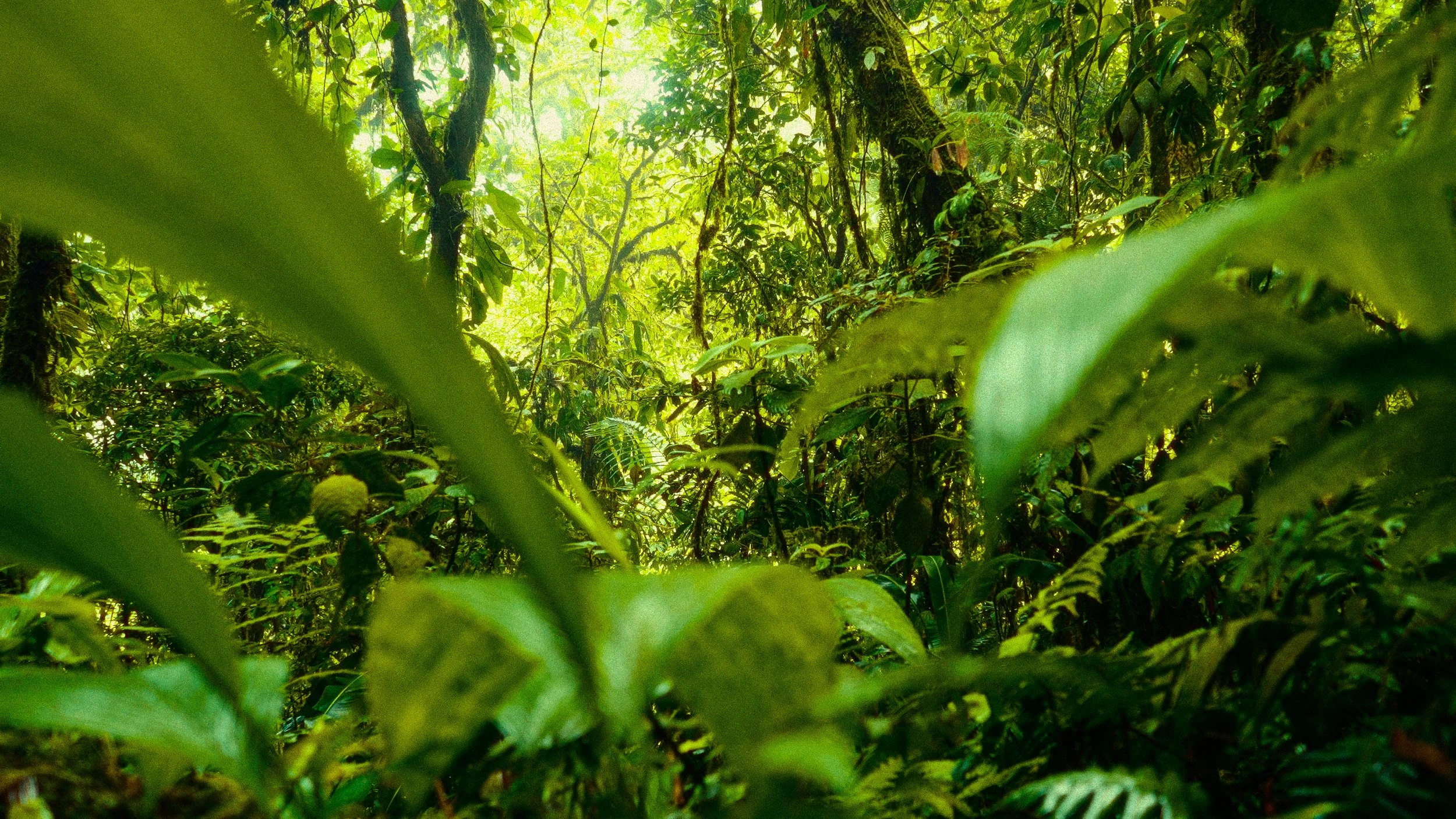 Costa Rica Frames-16.jpg