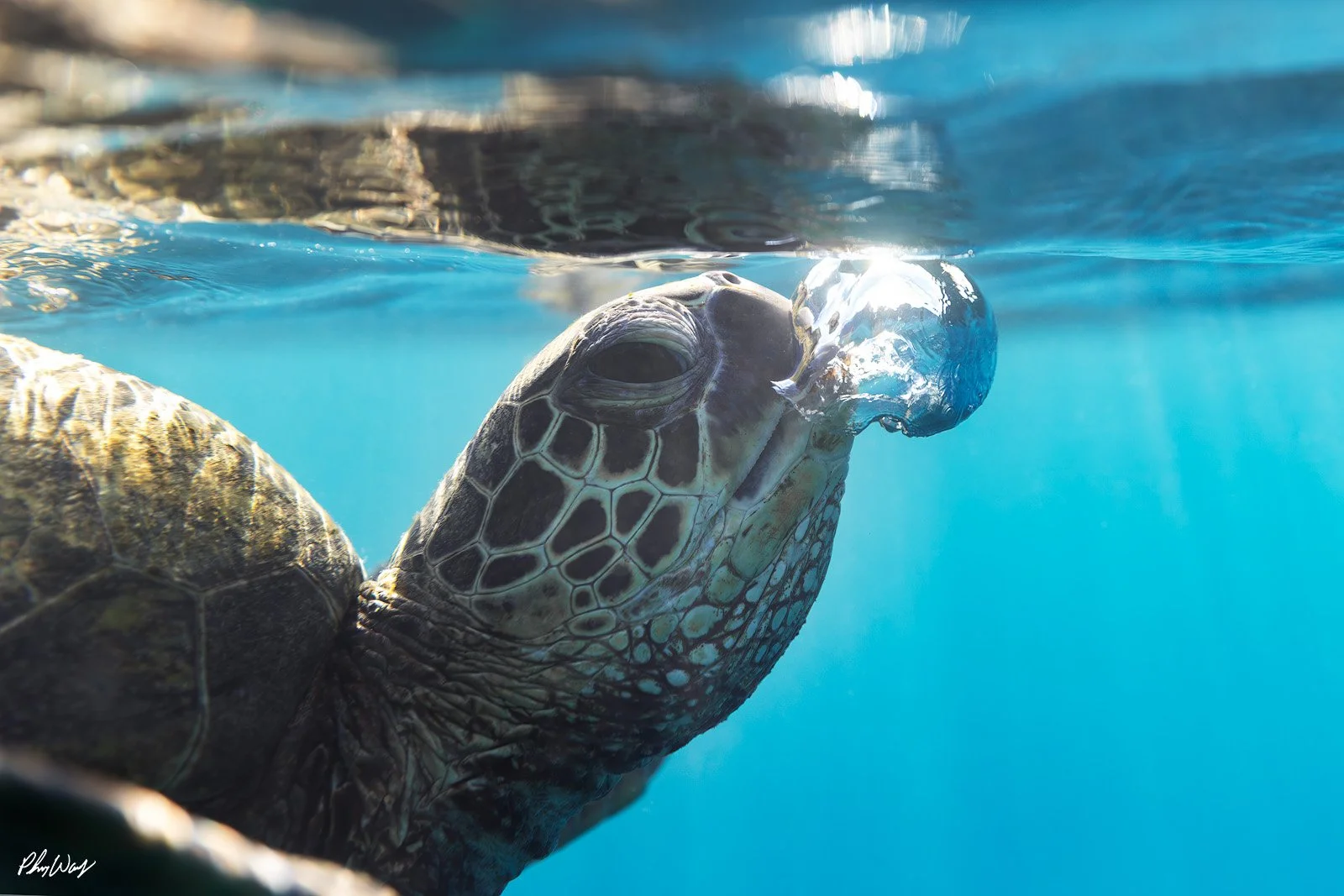Turtle Bubble.jpg