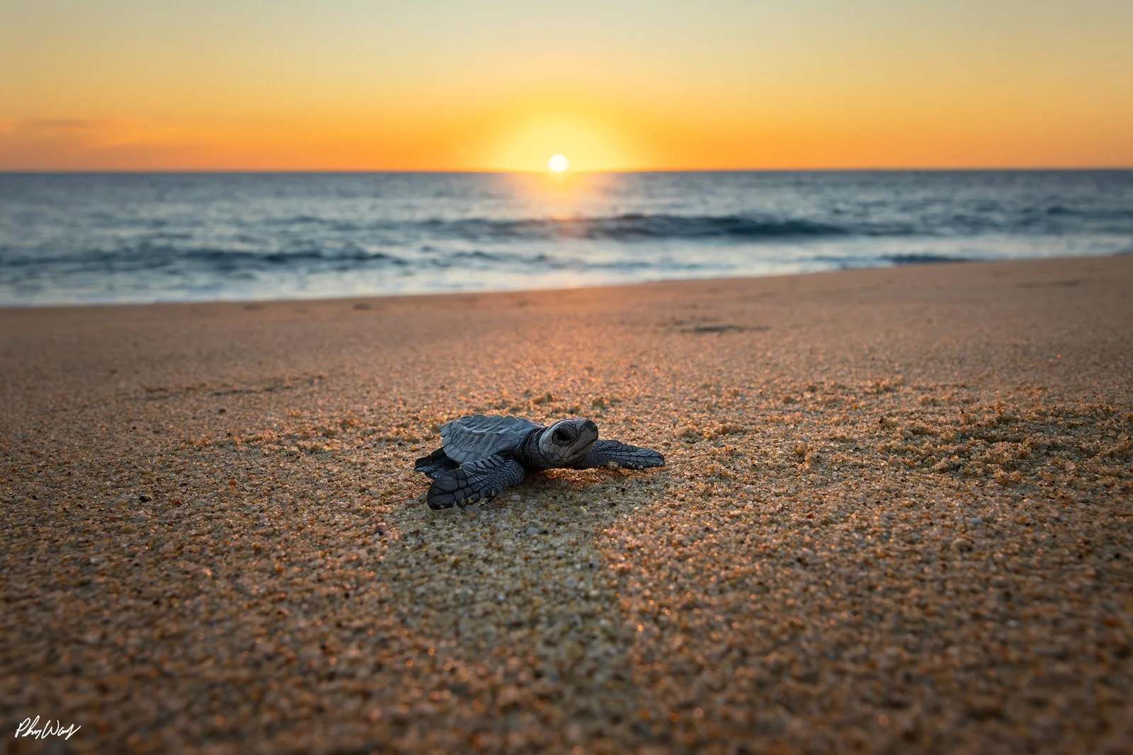 Curious Baby Sea Turtle