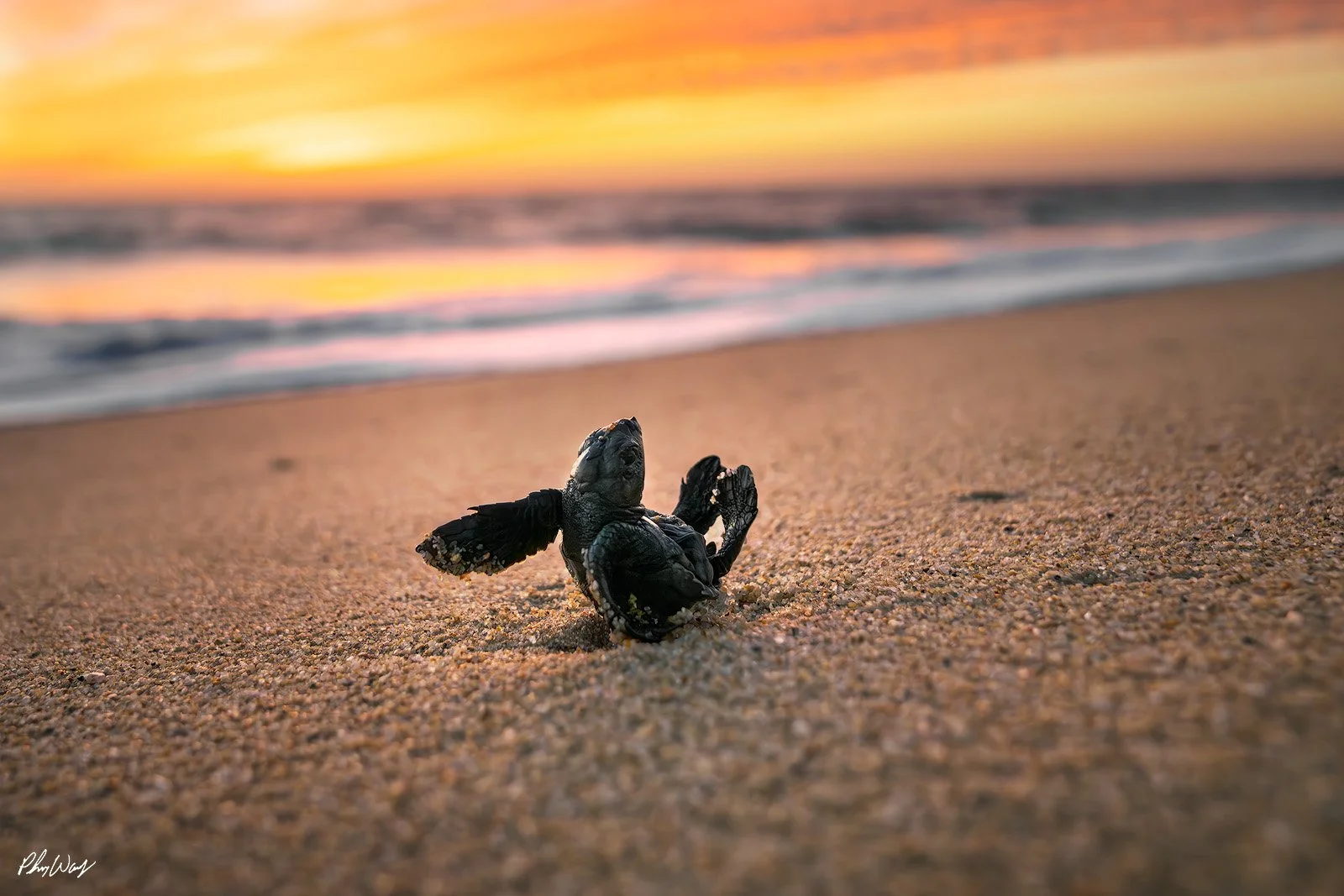 Turning Baby Turtle