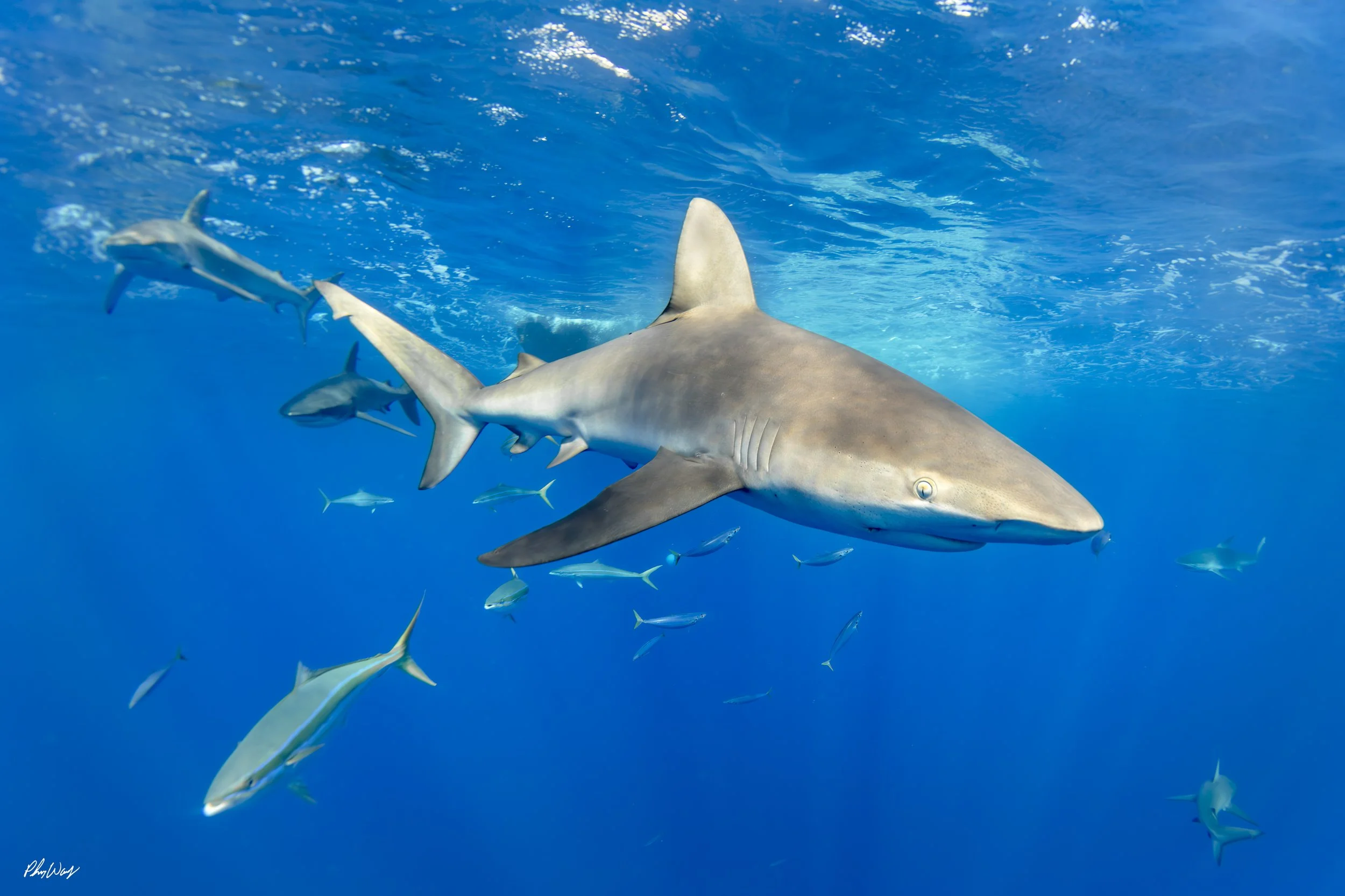 Shark Squad.jpg
