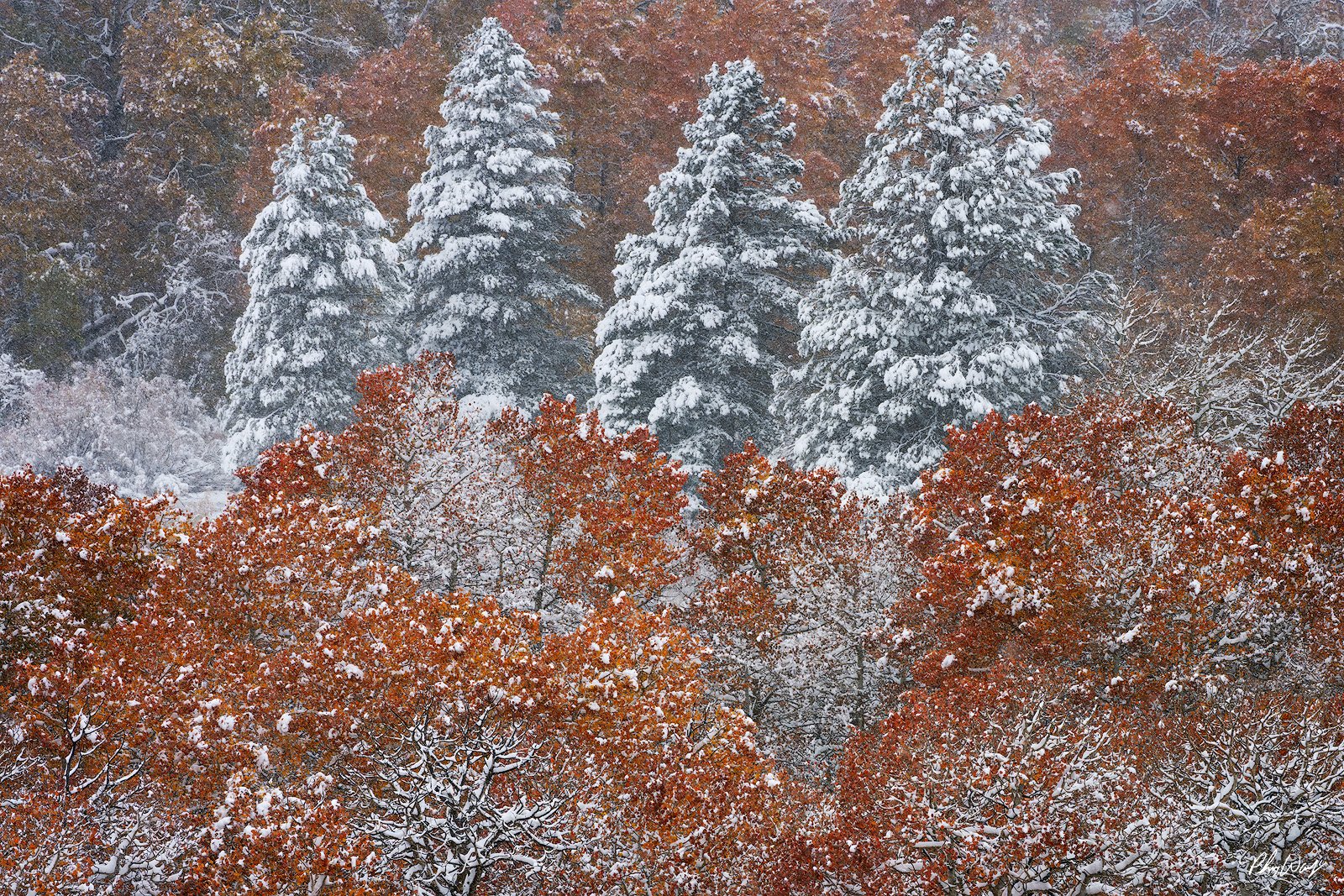 The Fall Covering.jpg