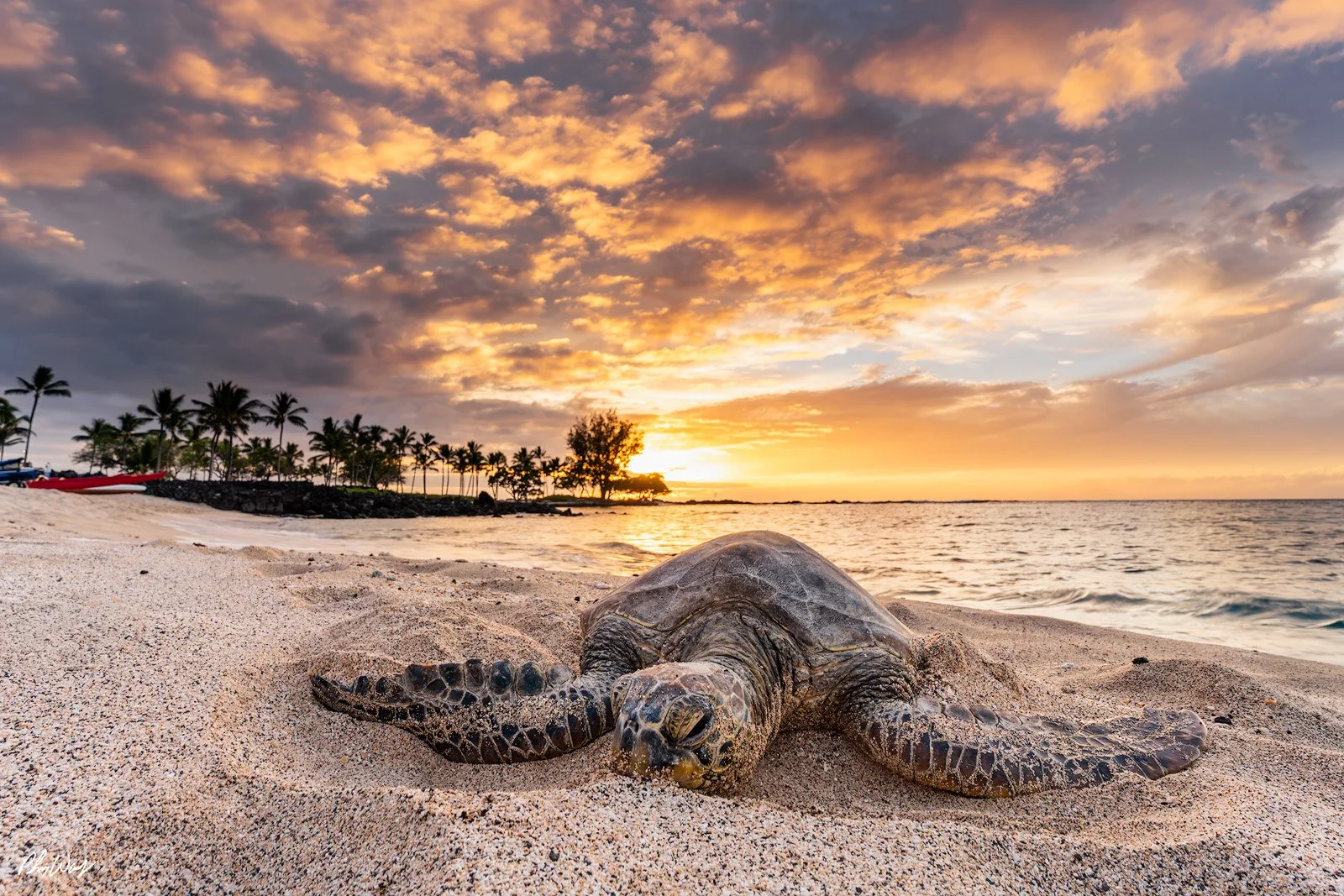 Naptime TurtleV2.jpg
