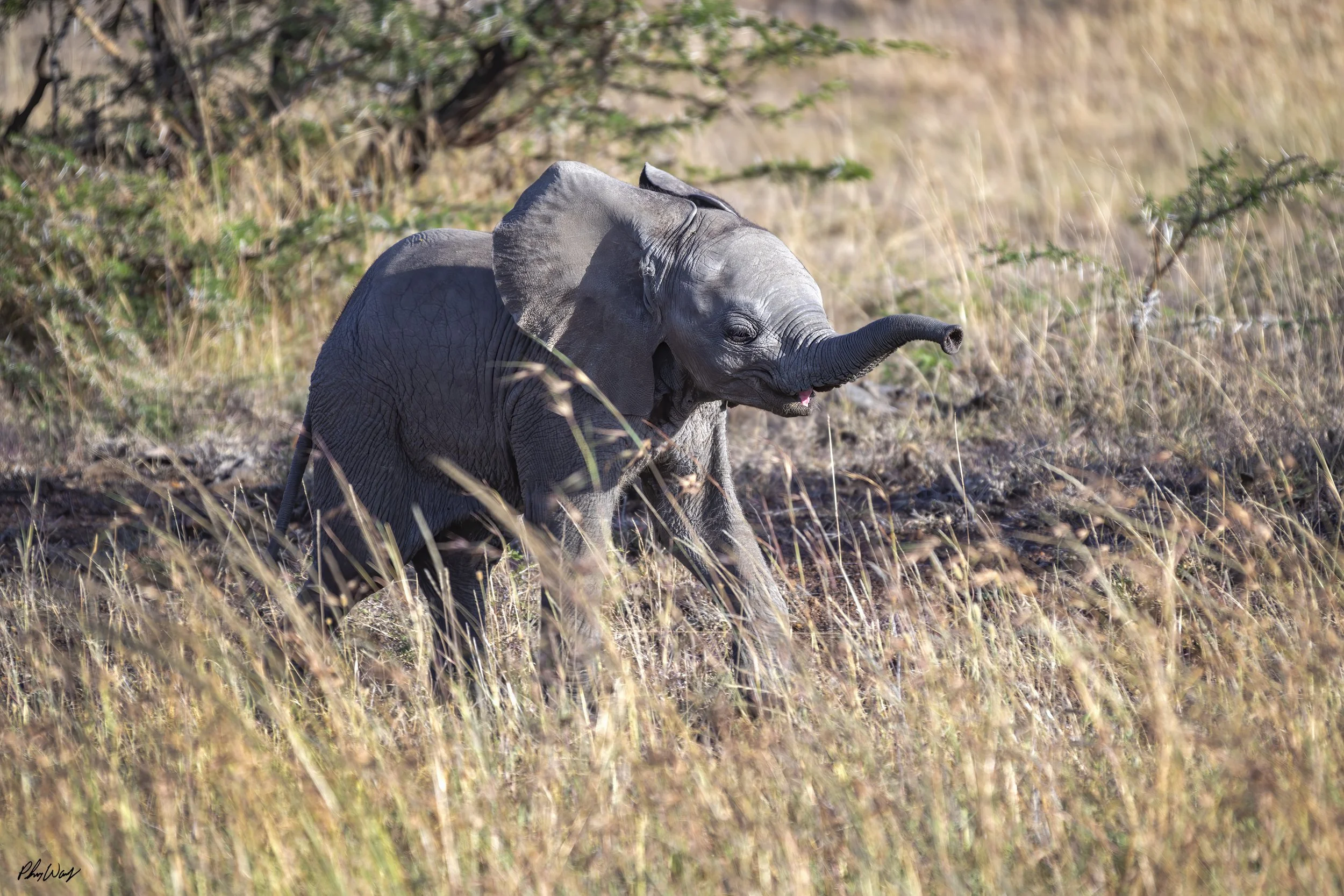 Happy Baby Elephant.jpg