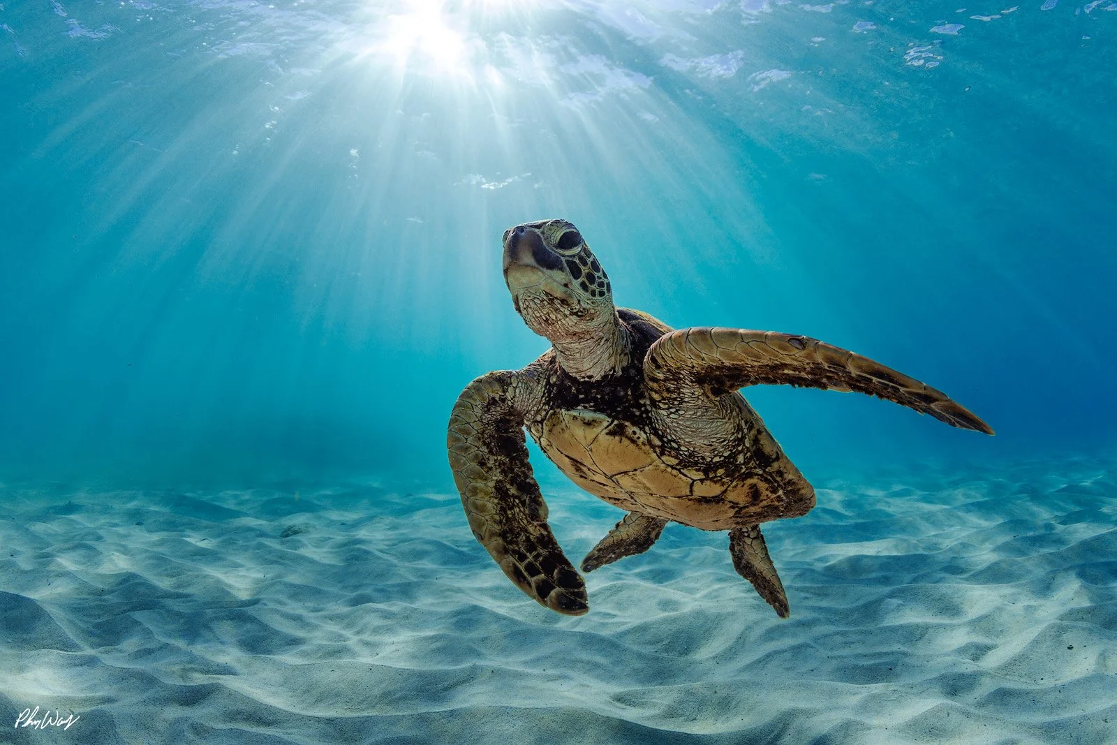 See the Light Turtle.jpg