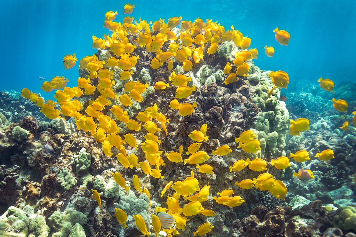 Yellow Tang Fever.jpg