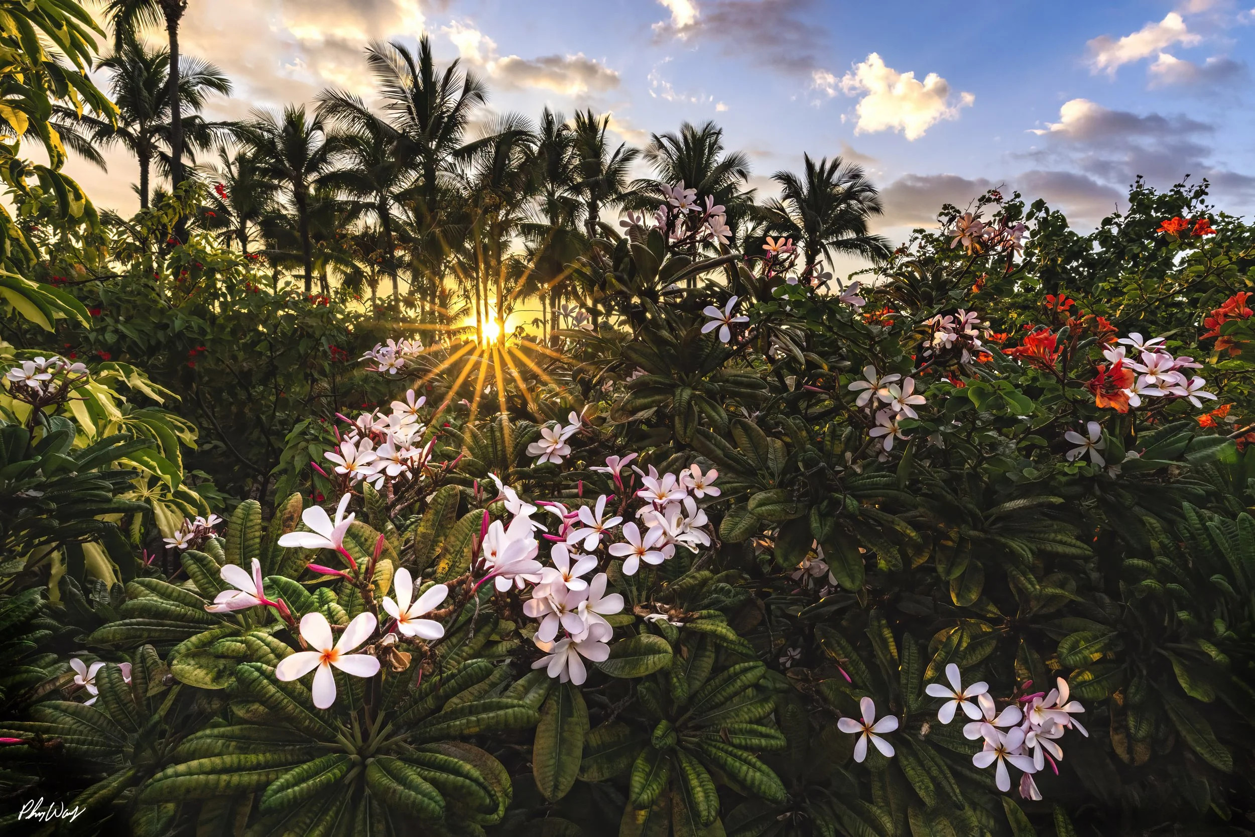 Heavenly Plumerias.jpg