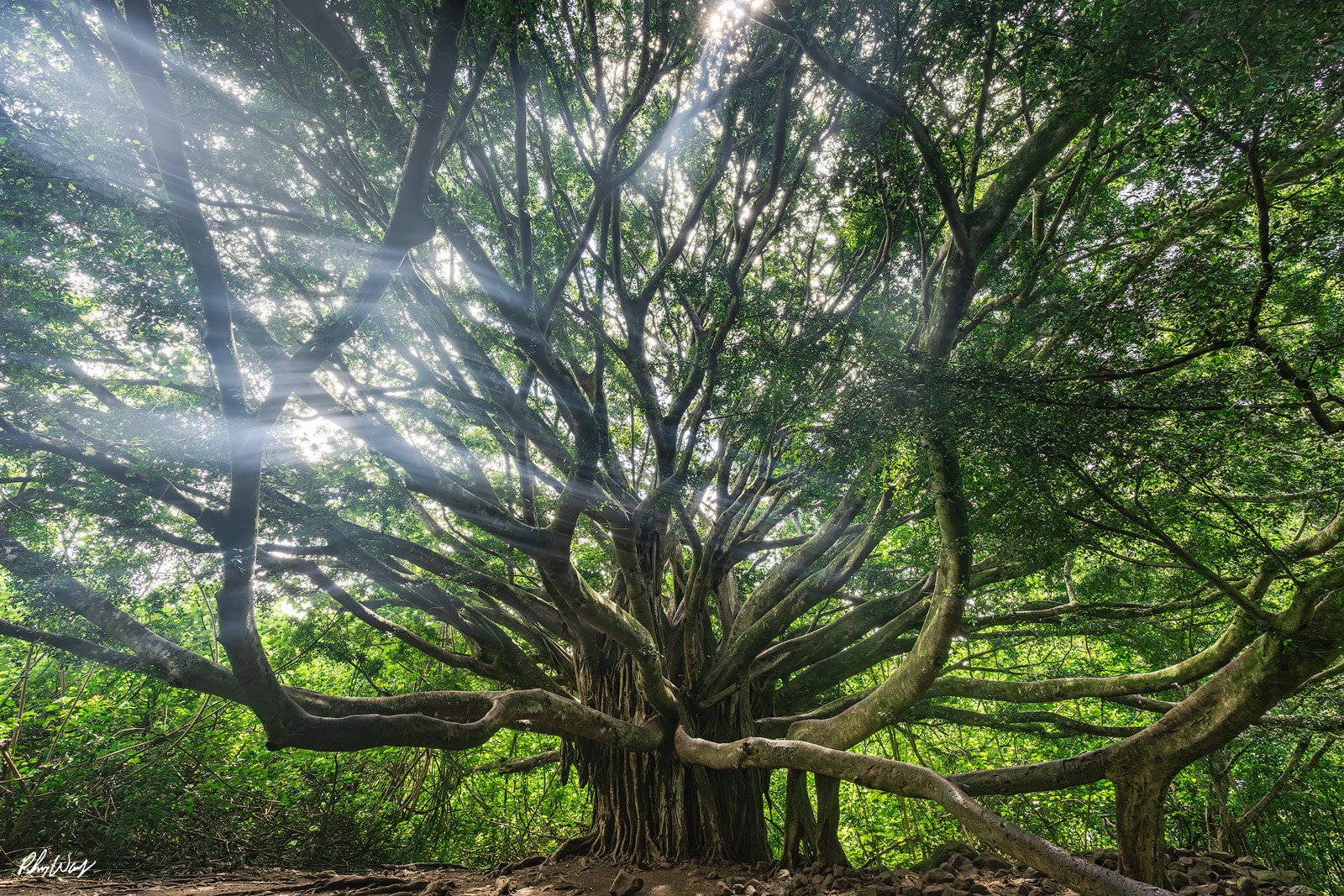 The Blessing Tree.jpg