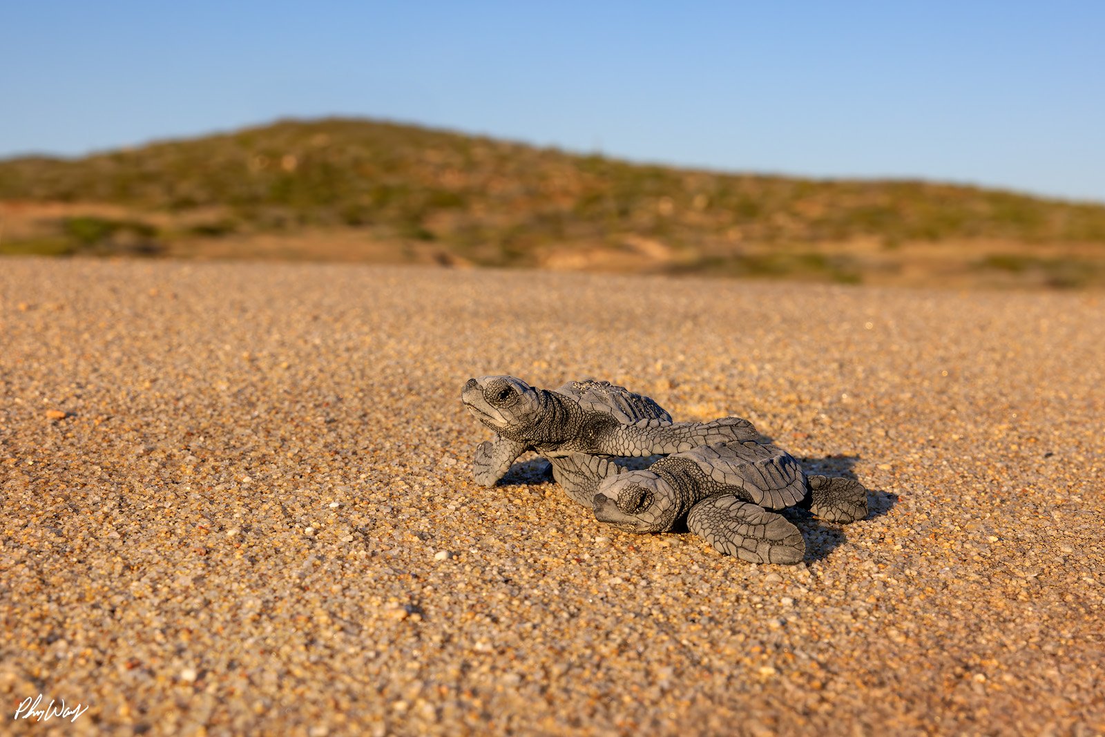 Turtle Pals