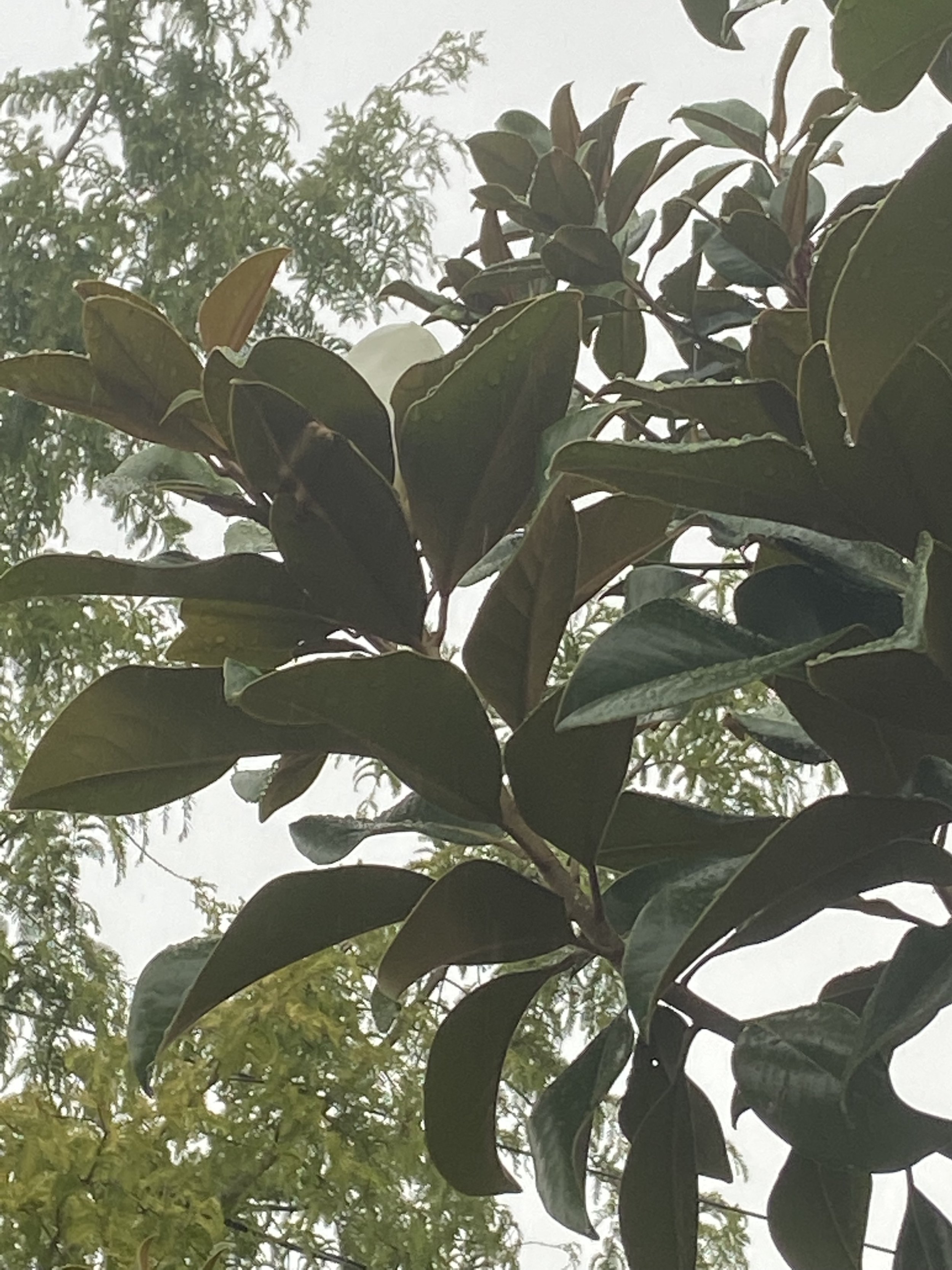 IMG_5774.jpeg